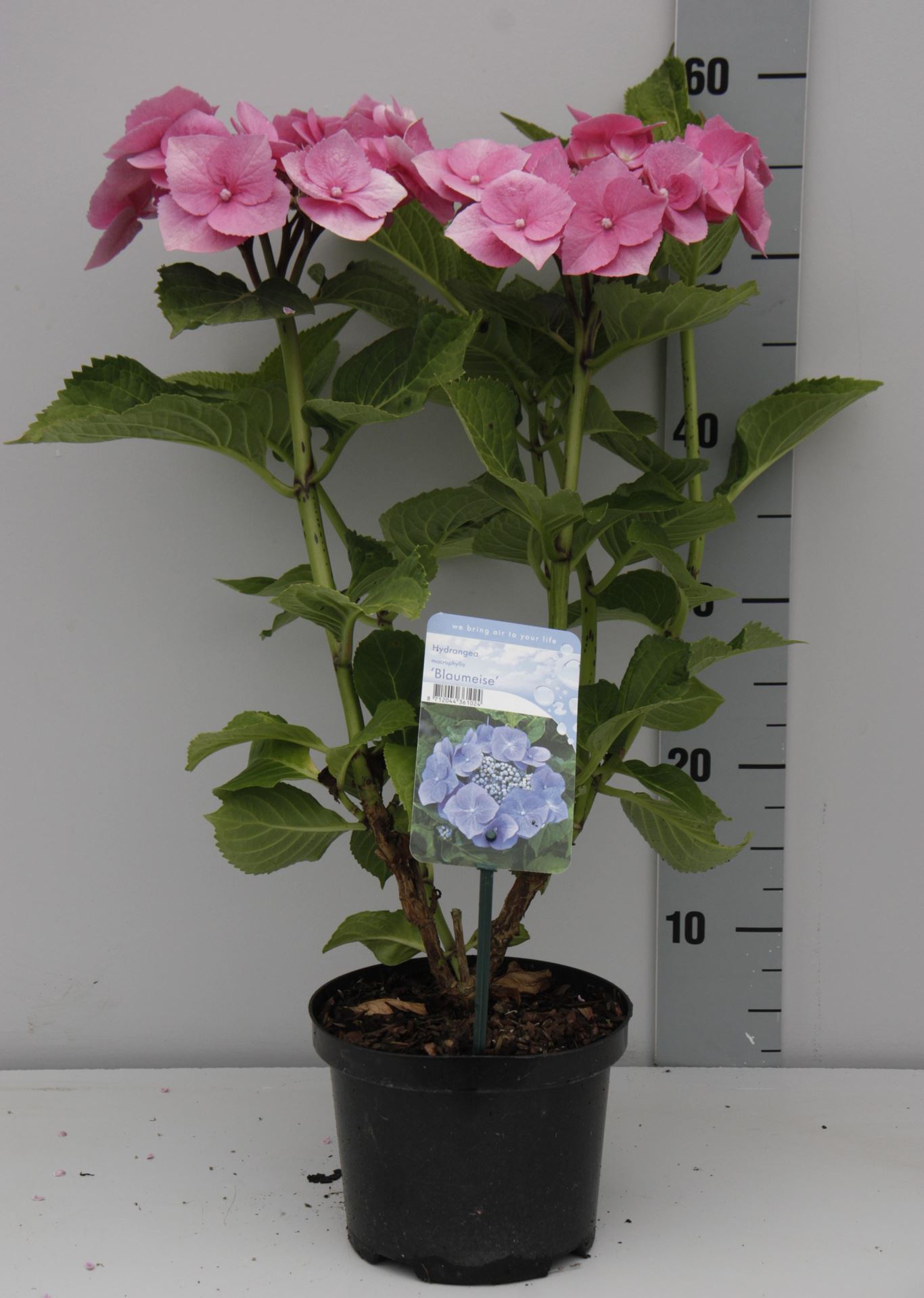 Hydrangea macrophylla'Blaumeise'- pot - 25-30 cm afbeelding