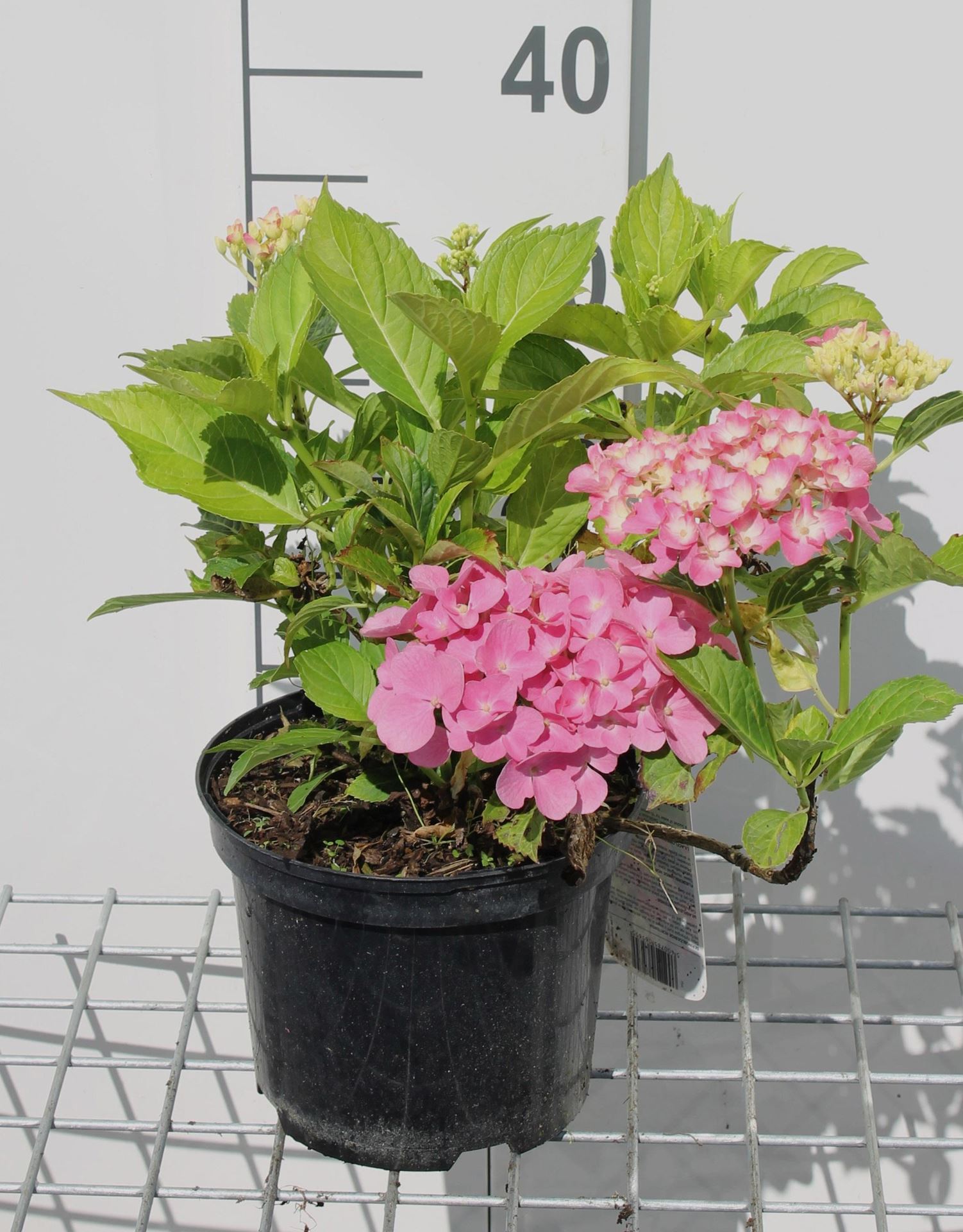 Hydrangea macrophylla'Gertrud Glahn'- pot - 25-30 cm afbeelding