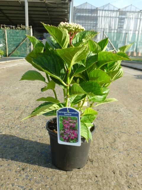 Hydrangea macrophylla'Kardinal'- pot - 25-30 cm afbeelding