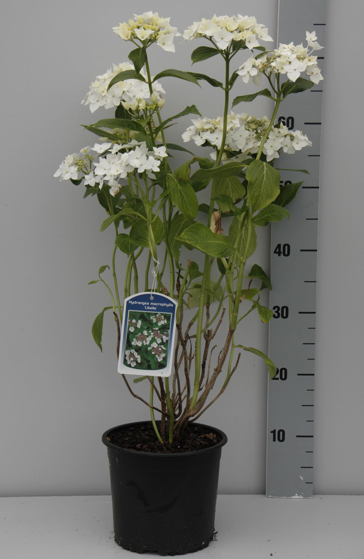 Hydrangea macrophylla'Libelle'- pot - 25-30 cm afbeelding