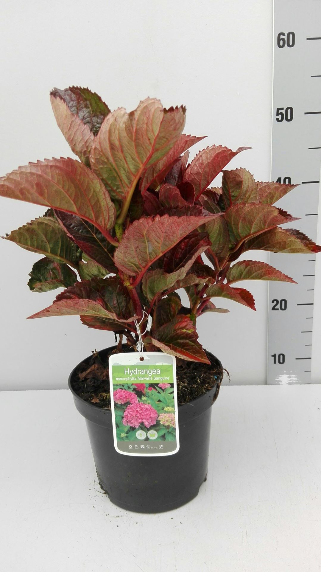 Hydrangea macrophylla'Merveille Sanguinea'- pot - 25-30 cm afbeelding