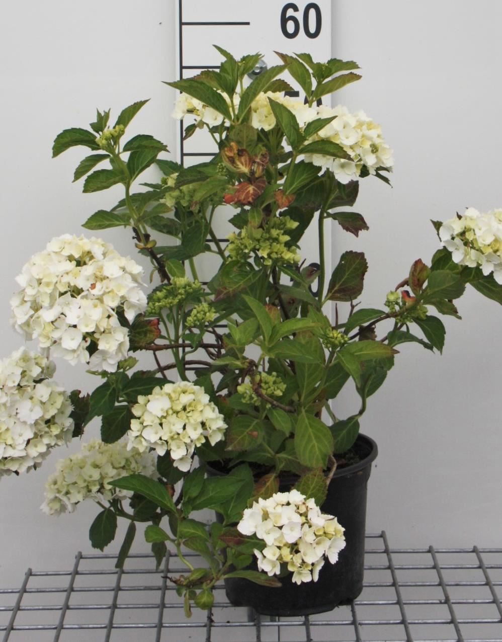 Hydrangea macrophylla'Madame Emile Mouillère'- pot - 25-30 cm afbeelding