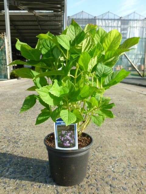 Hydrangea macrophylla'Nikko Blue'- pot - 25-30 cm afbeelding