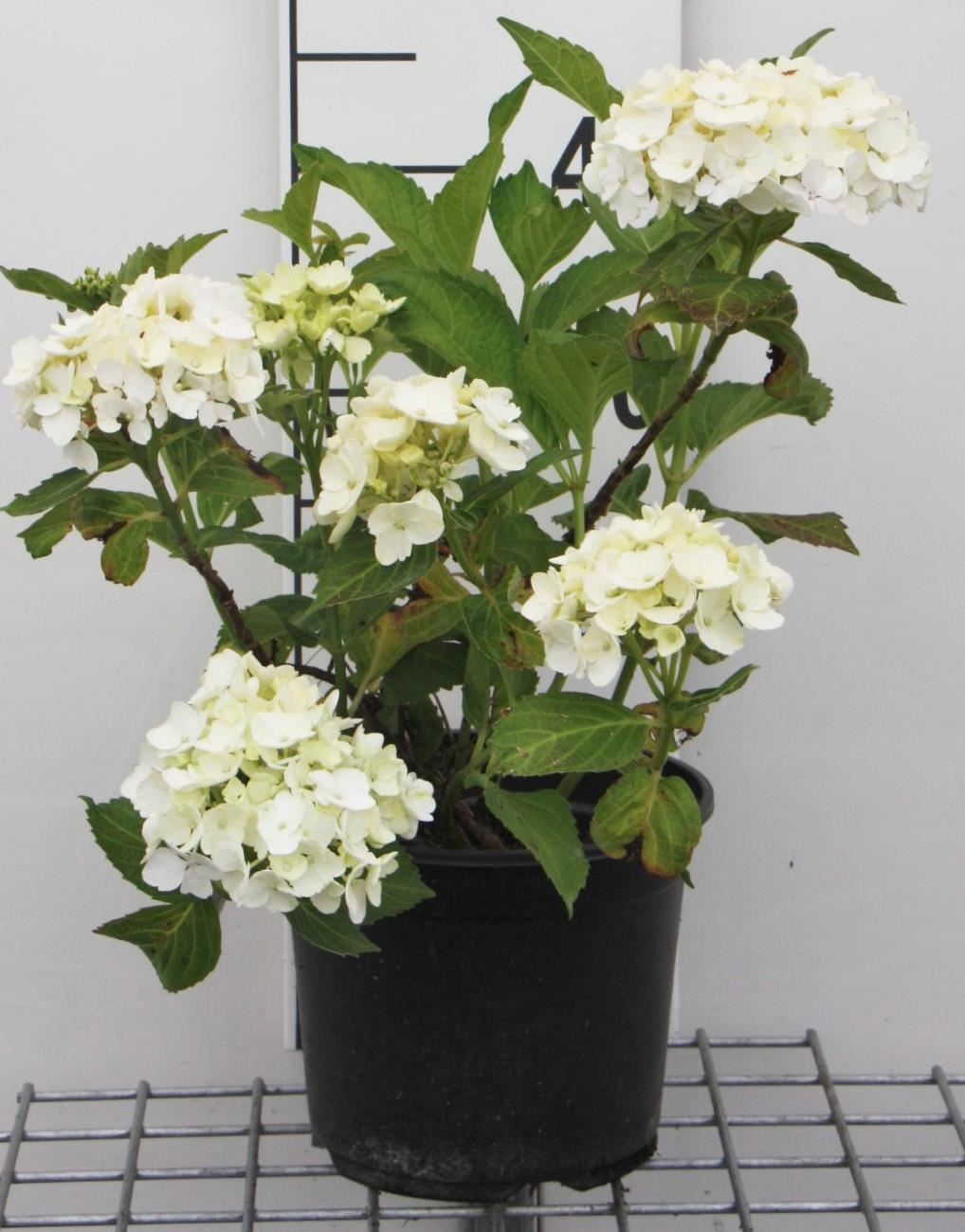Hydrangea macrophylla'Soeur Thérèse'- pot - 25-30 cm afbeelding