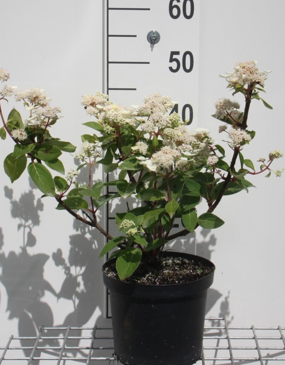 Hydrangea paniculata'Dharuma'- pot - 30-40 cm afbeelding