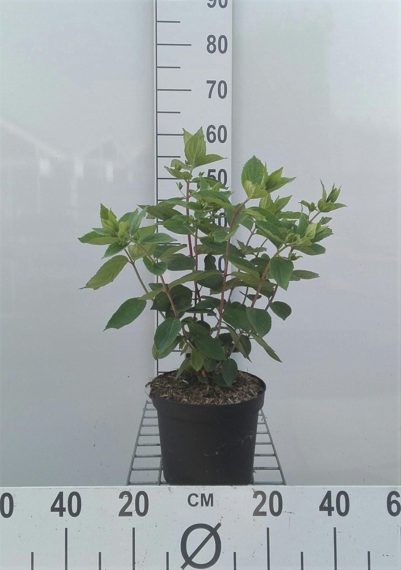 Hydrangea paniculata 'Grandiflora' - pot - 40-50 cm -