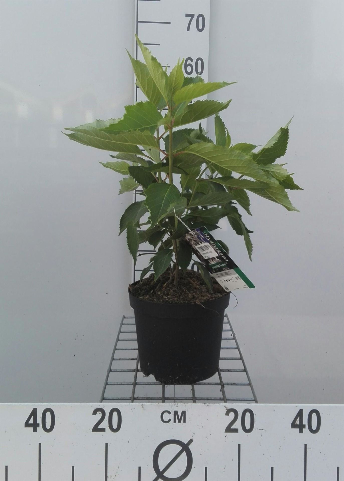 Hydrangea paniculata 'Levana' - pot - 40-50 cm