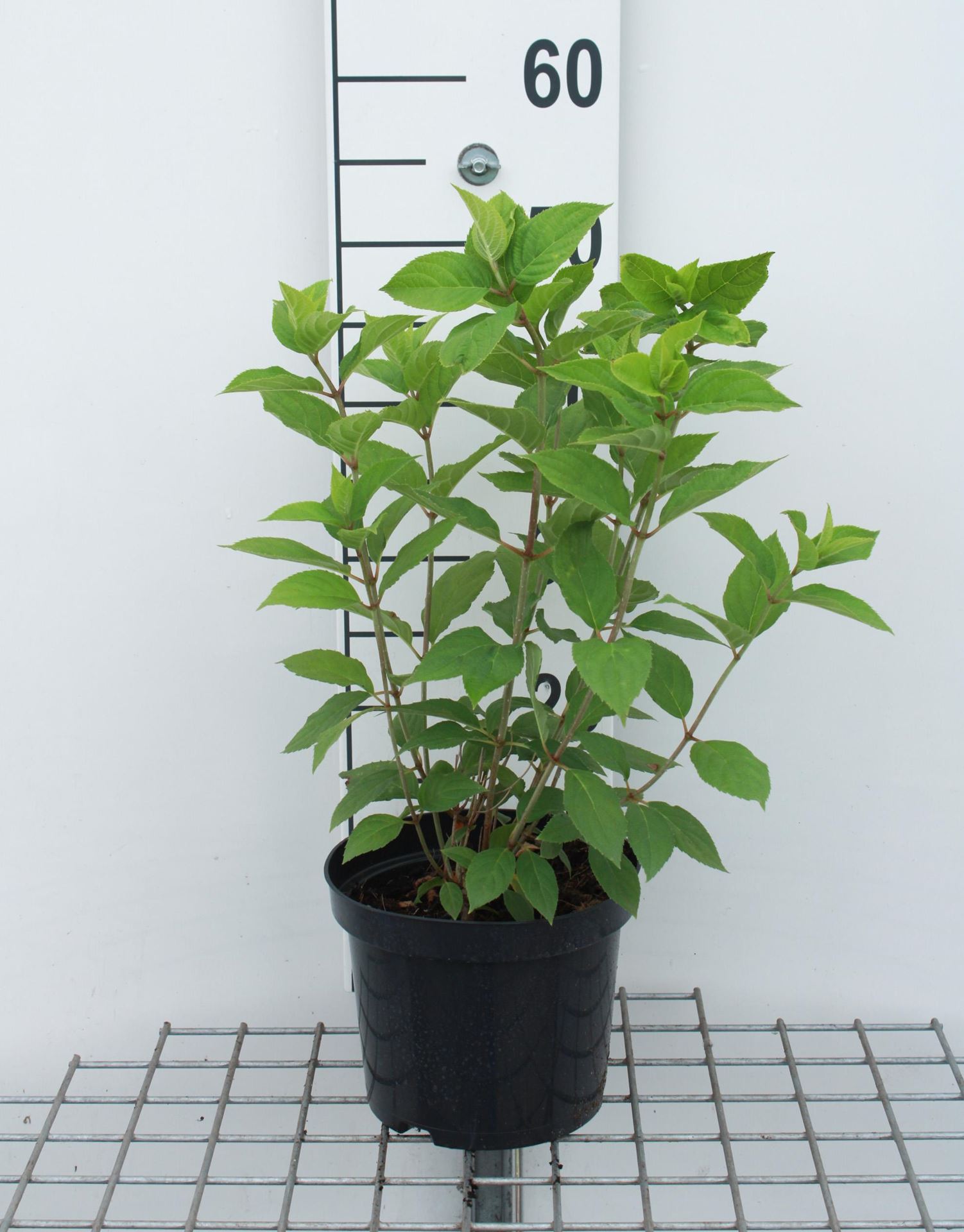 Hydrangea paniculata'Limelight'- pot - 30-50 cm - Pluimhortensia afbeelding