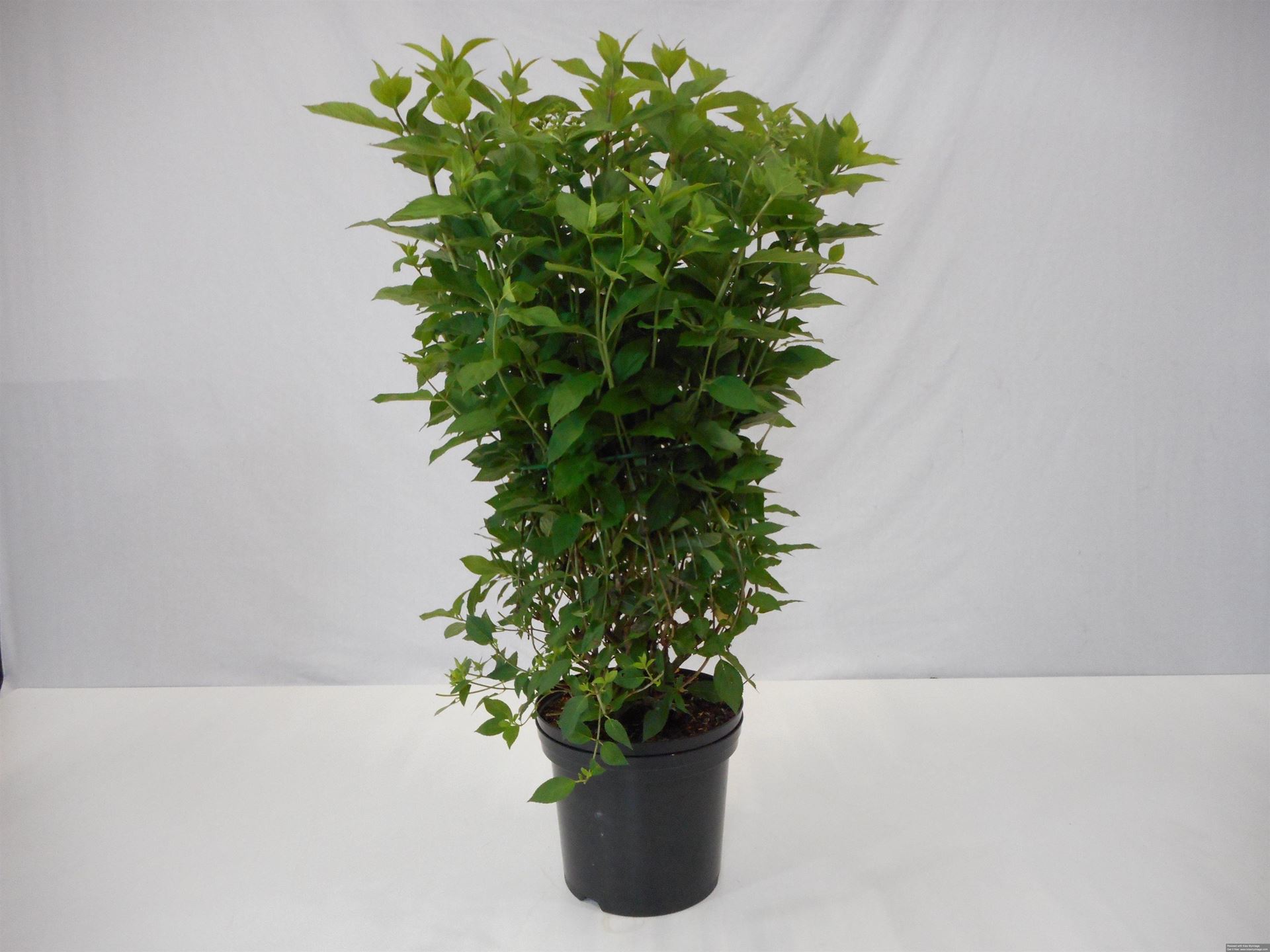 Hydrangea paniculata'Limelight'- pot 12L - 100-125 cm afbeelding