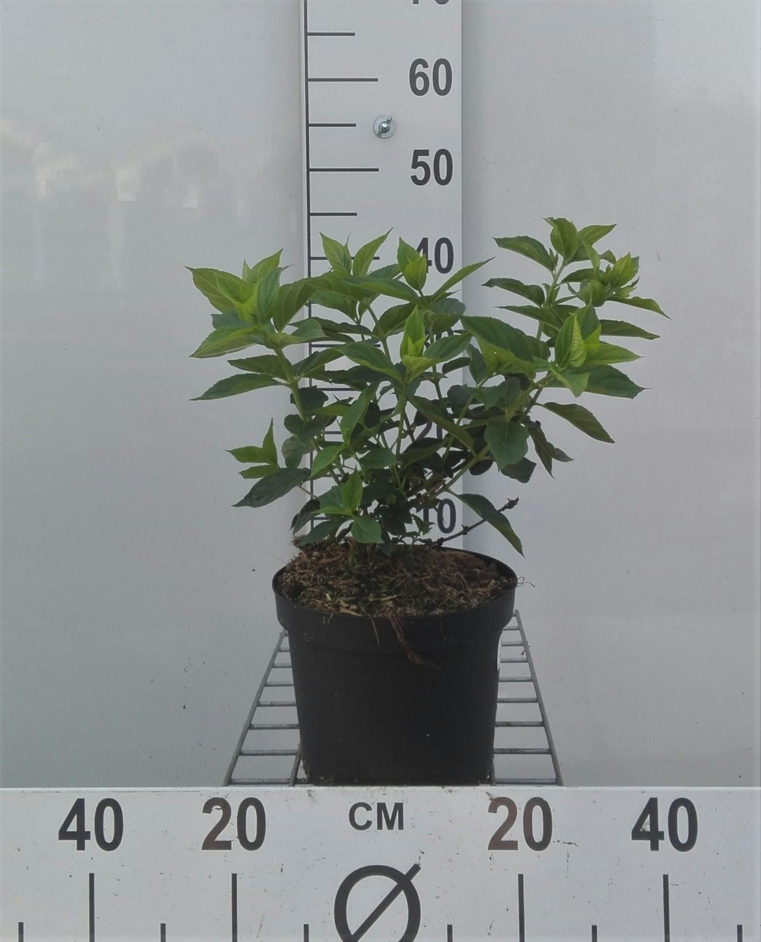 Hydrangea paniculata 'Jane' (Little Lime) - pot - 25-30 cm -