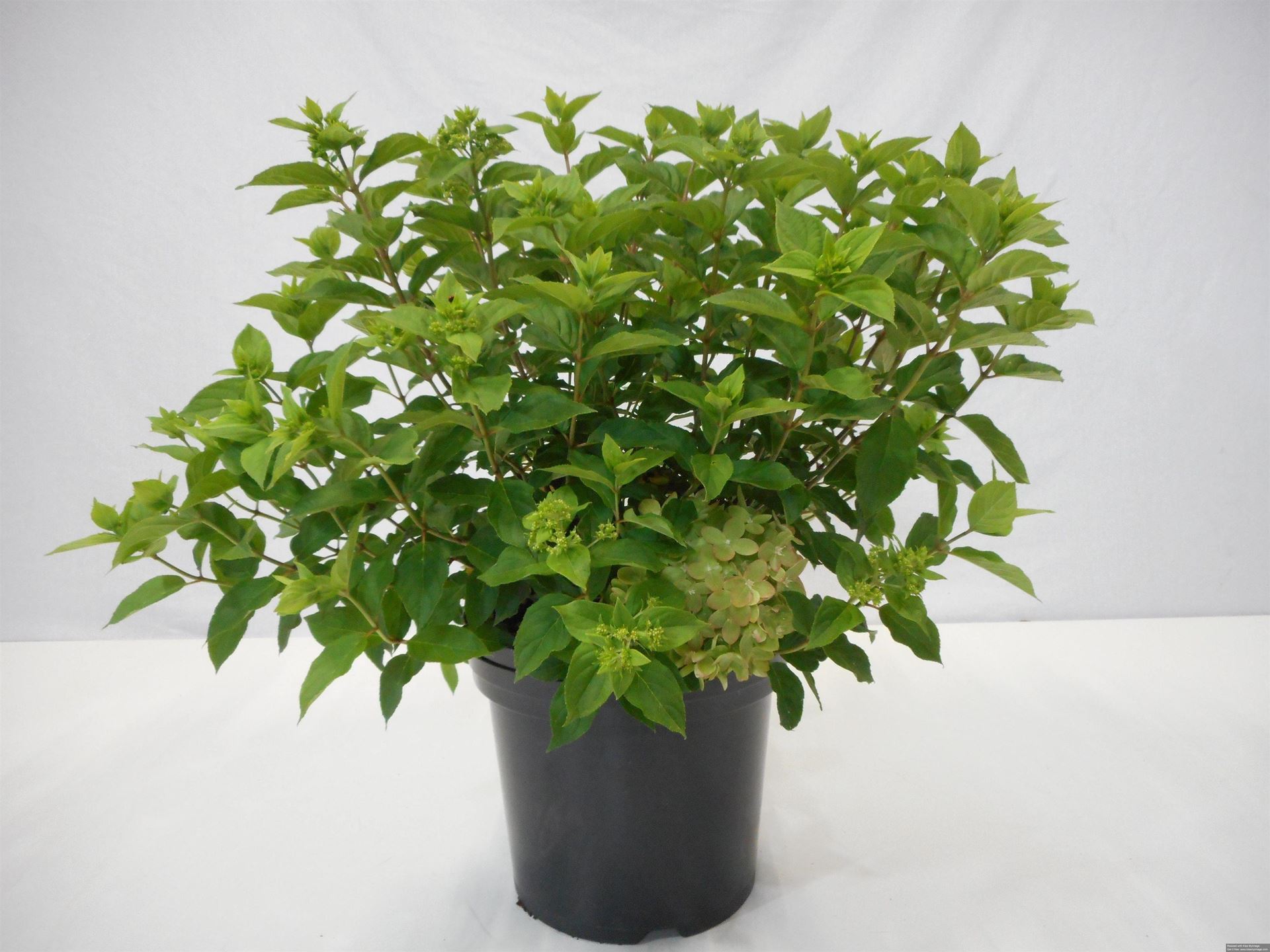 Hydrangea paniculata'Jane'(Little Lime) - pot 12L - 60-80 cm afbeelding