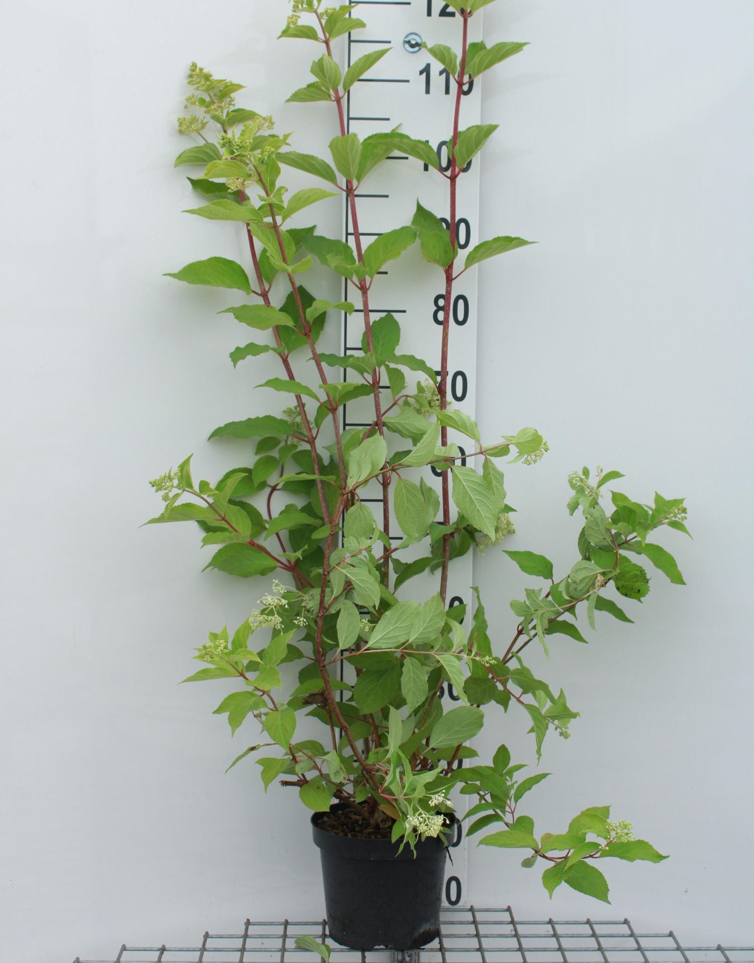 Hydrangea paniculata'Phantom'- pot - 40-50 cm afbeelding