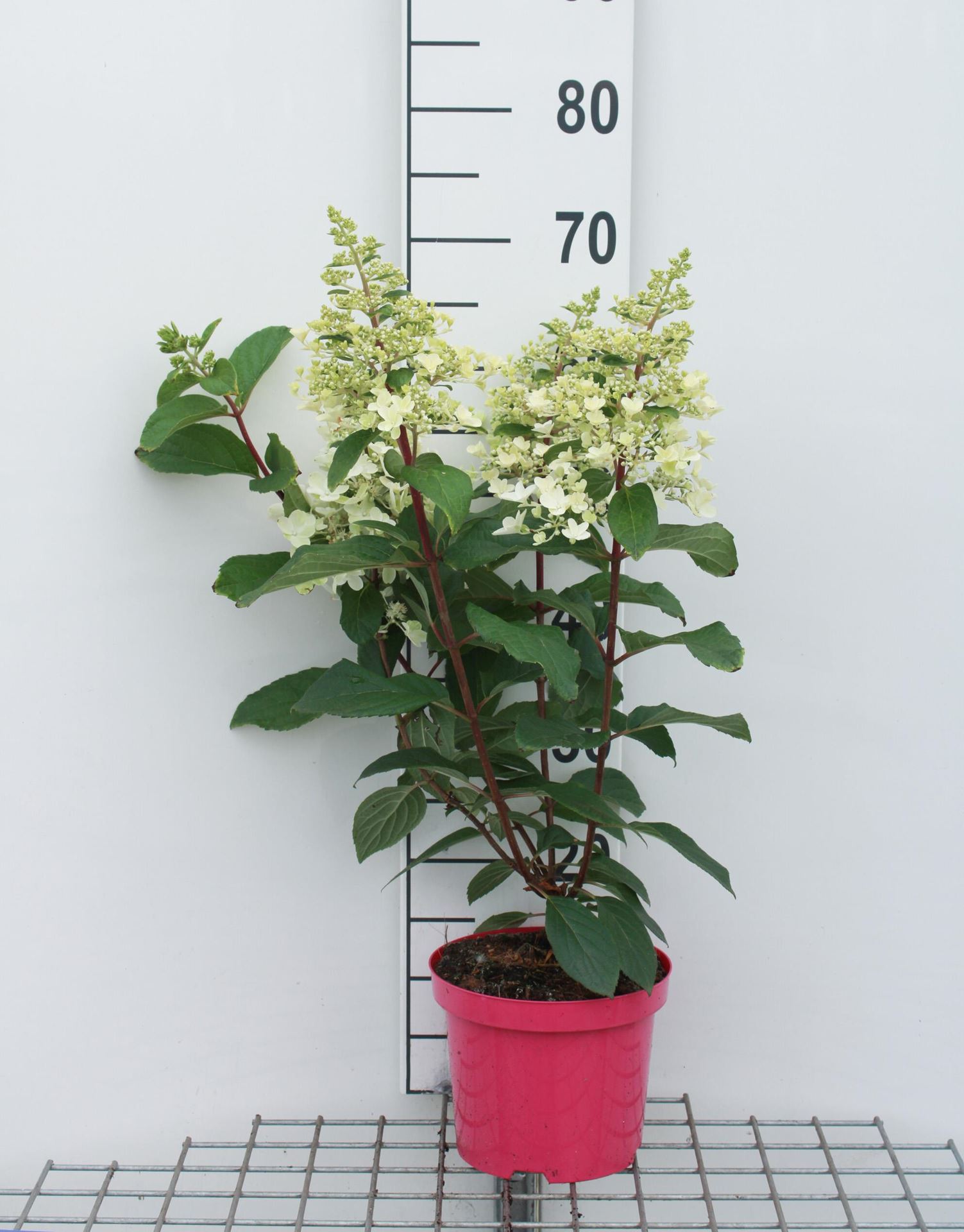Hydrangea paniculata 'DVPPinky' (Pinky Winky) - pot - 40-50 cm -