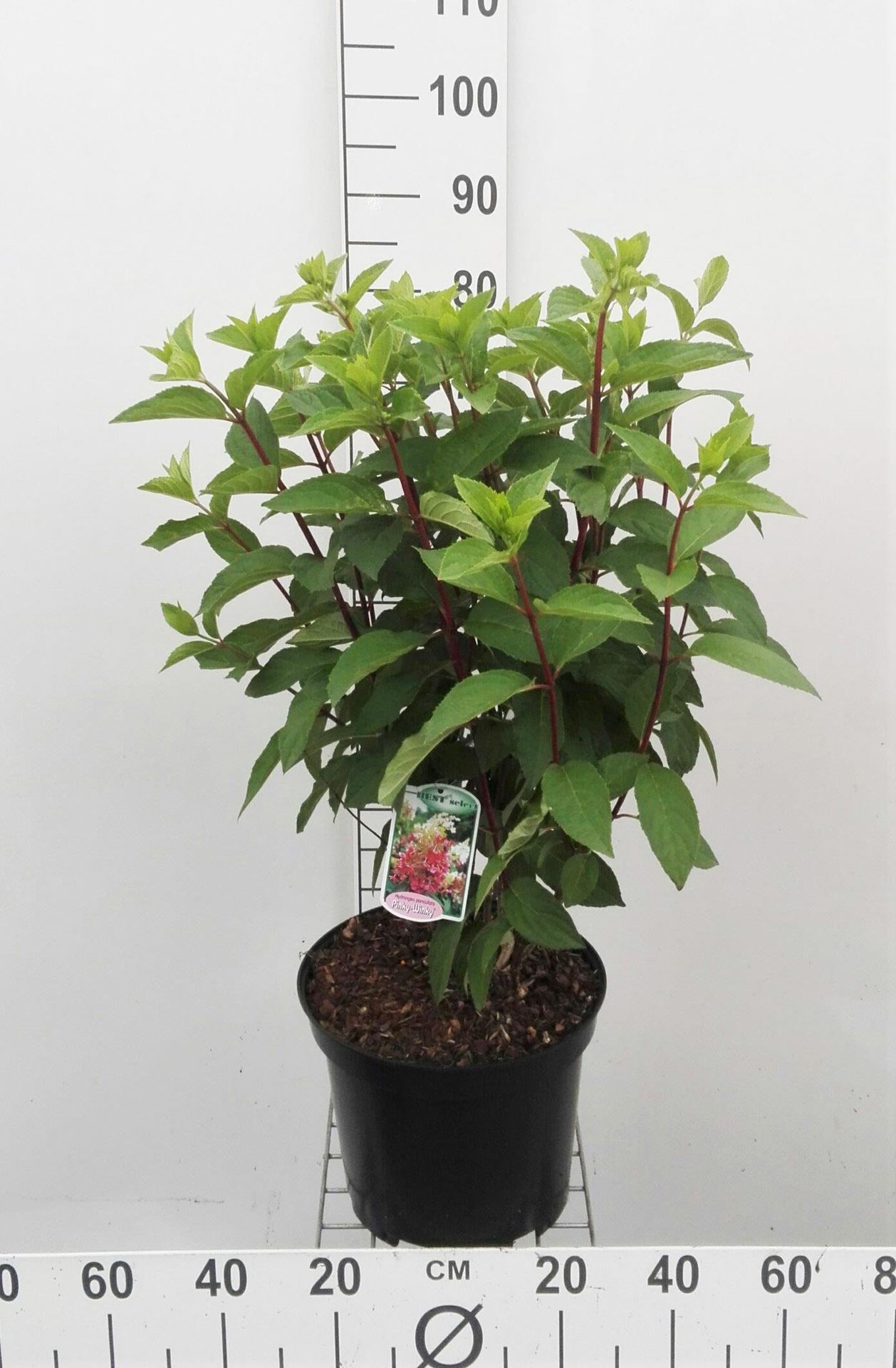 Hydrangea paniculata'DVPPinky'(Pinky Winky) - pot 10L - 60-80 cm afbeelding