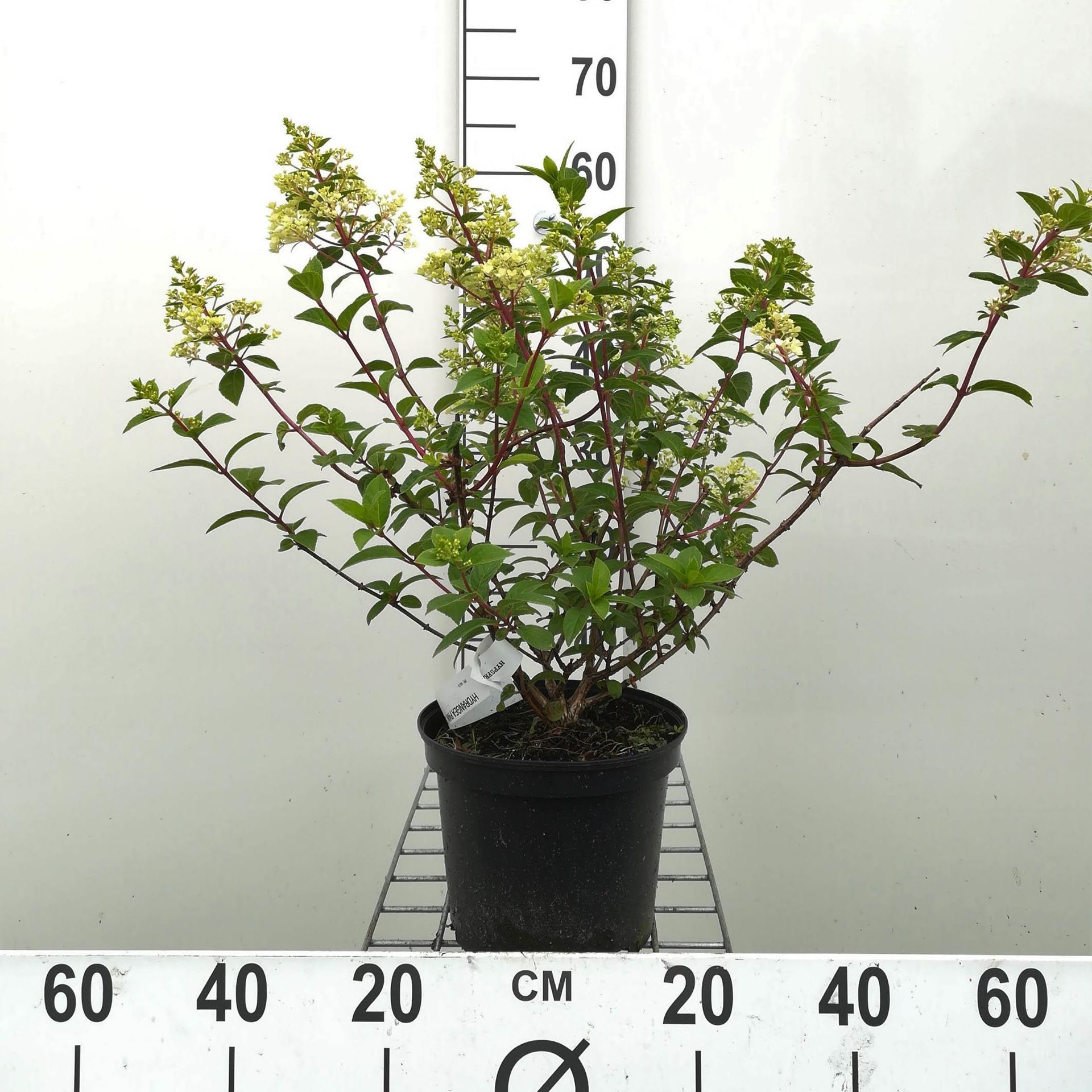 Hydrangea paniculata'Rensun'(Sundae Fraise) - pot - 40-50 cm afbeelding