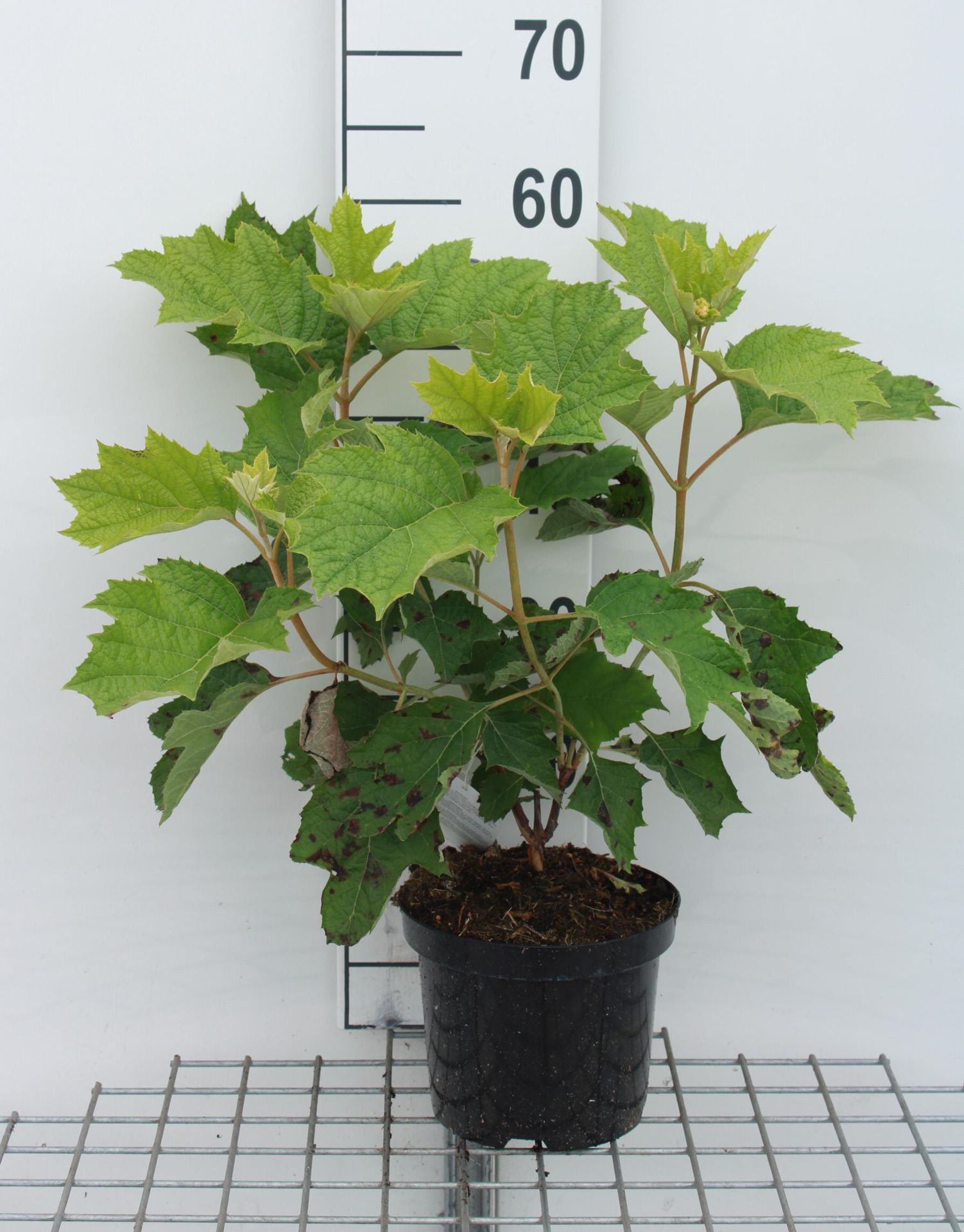 Hydrangea quercifolia'Sike's Dwarf'- pot - 30-40 cm afbeelding