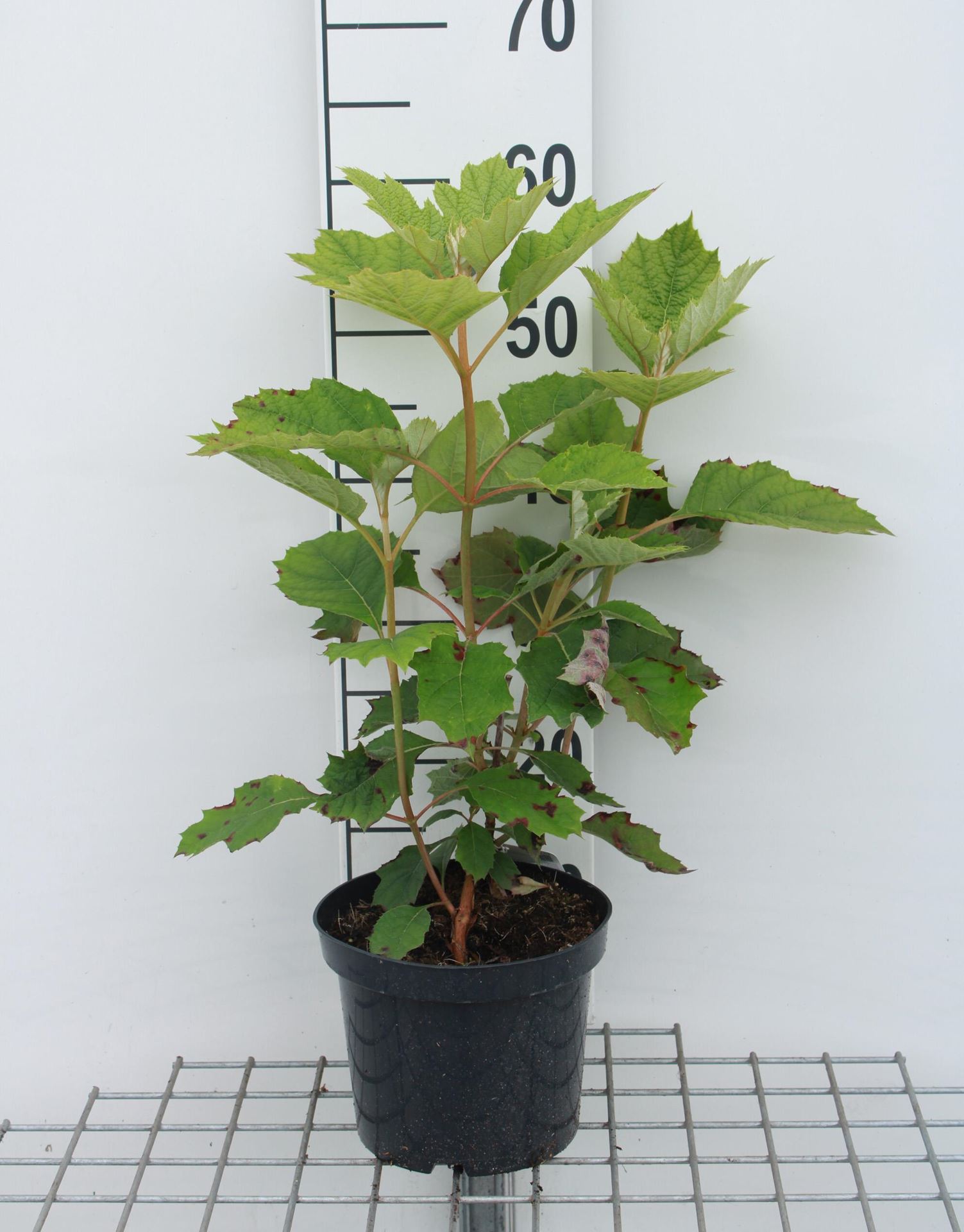 Hydrangea quercifolia 'Flemygea' (Snow Queen) - pot - 30-40 cm