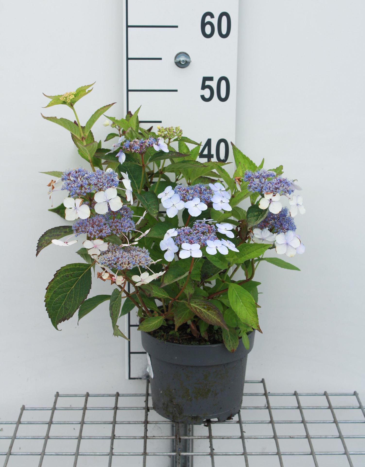 Hydrangea serrata 'Bluebird' - pot - 25-30 cm -