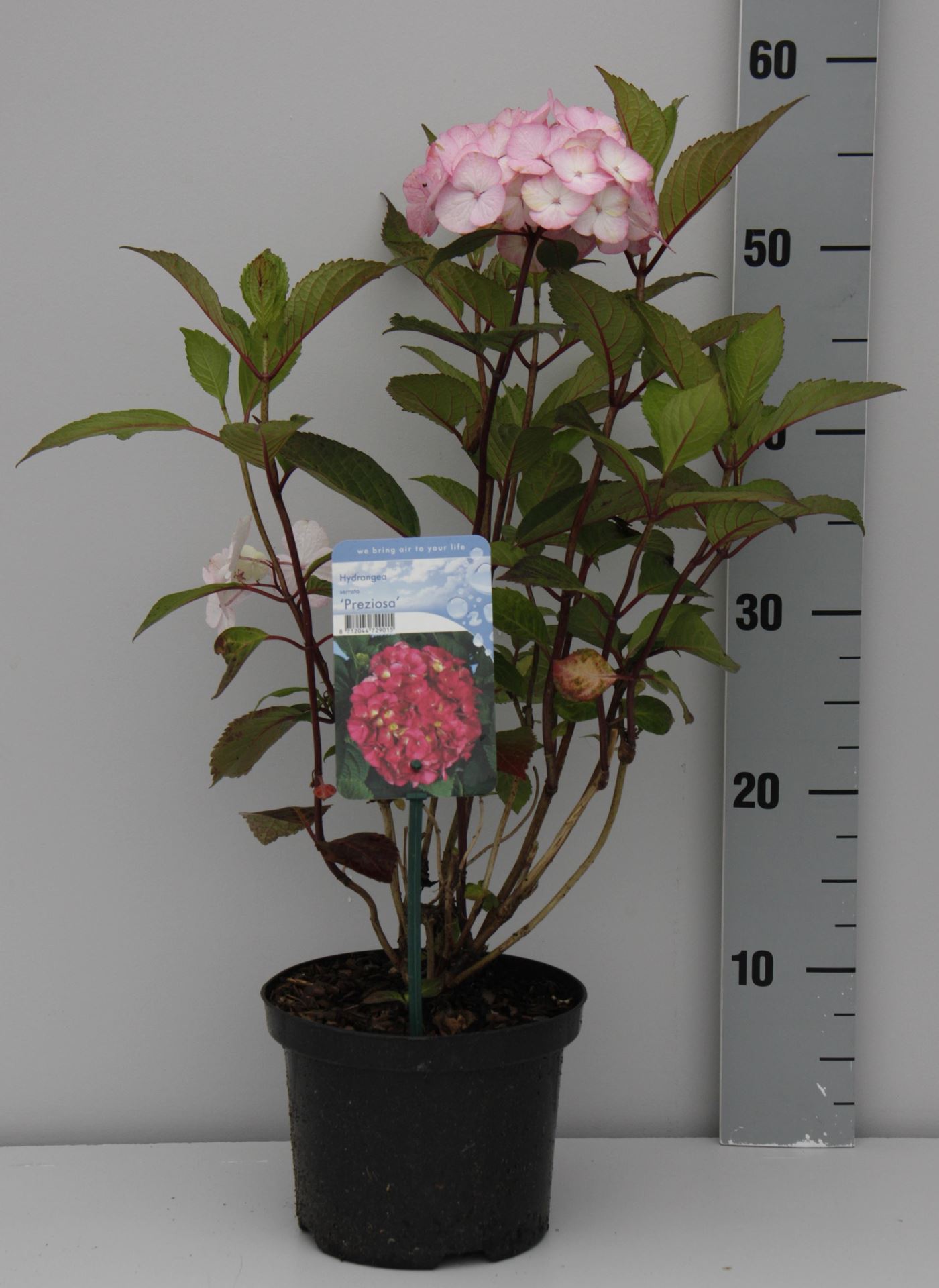 Hydrangea serrata'Preziosa'- pot - 25-30 cm afbeelding