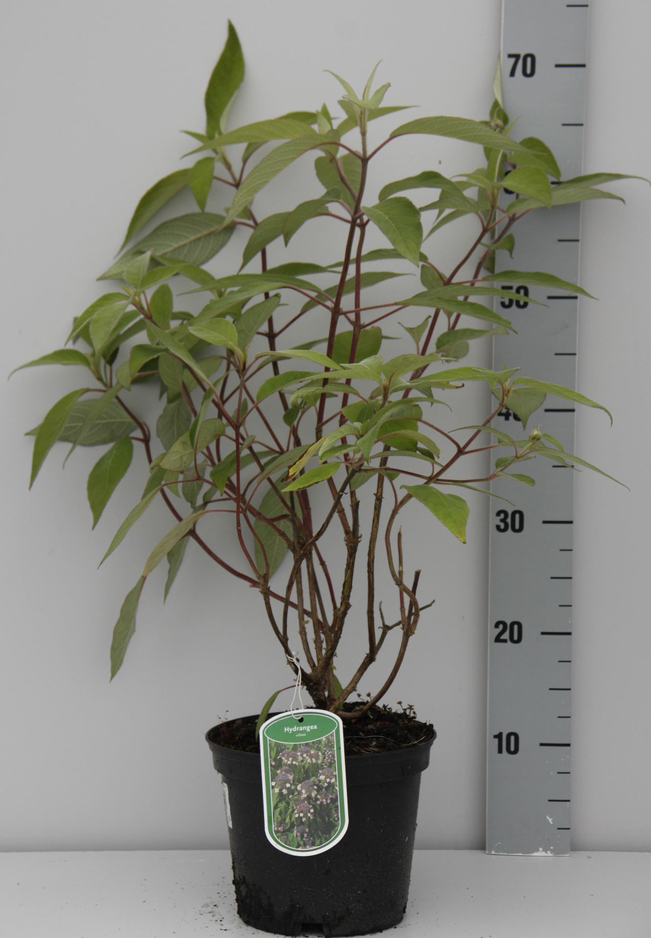 Hydrangea villosa - pot - 25-30 cm afbeelding