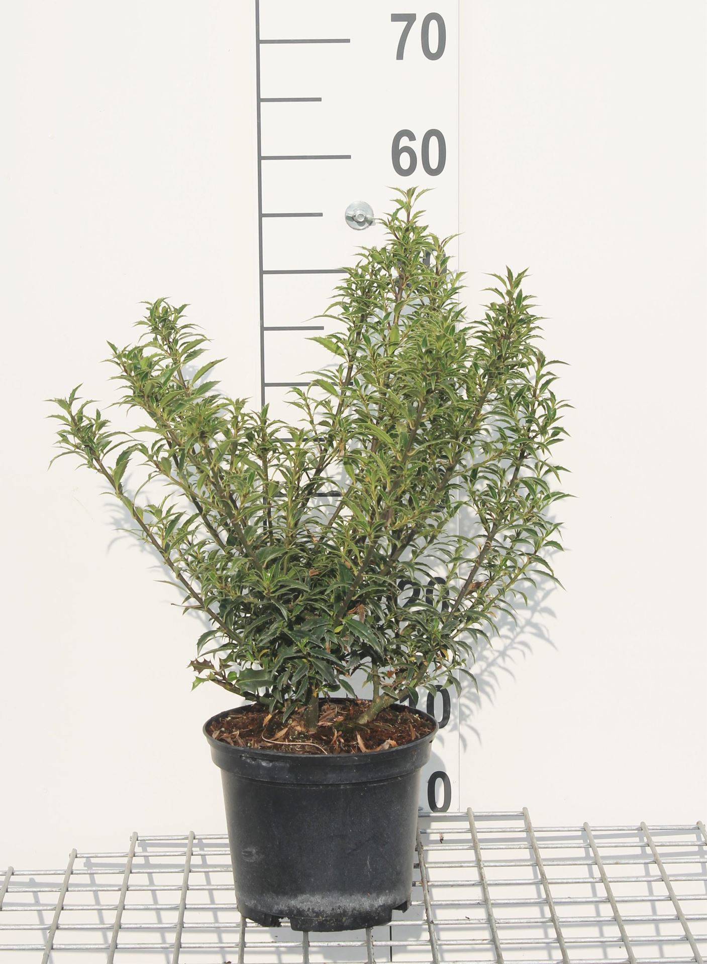Ilex aquifolium'Alaska'- pot - 40-60 cm afbeelding