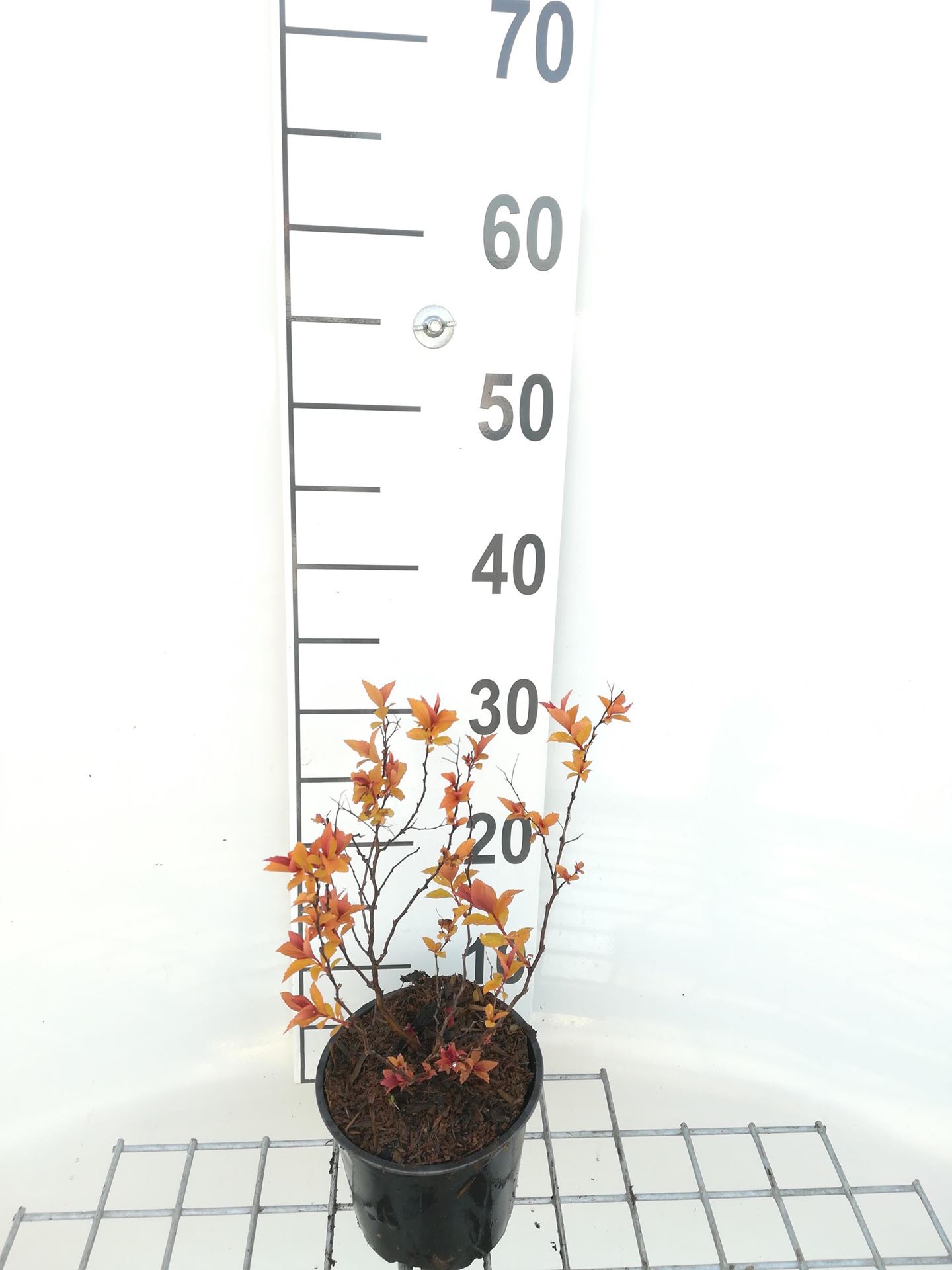 Spiraea japonica'Goldflame'- pot 1,3L - 20-25 cm - Spierstruik afbeelding
