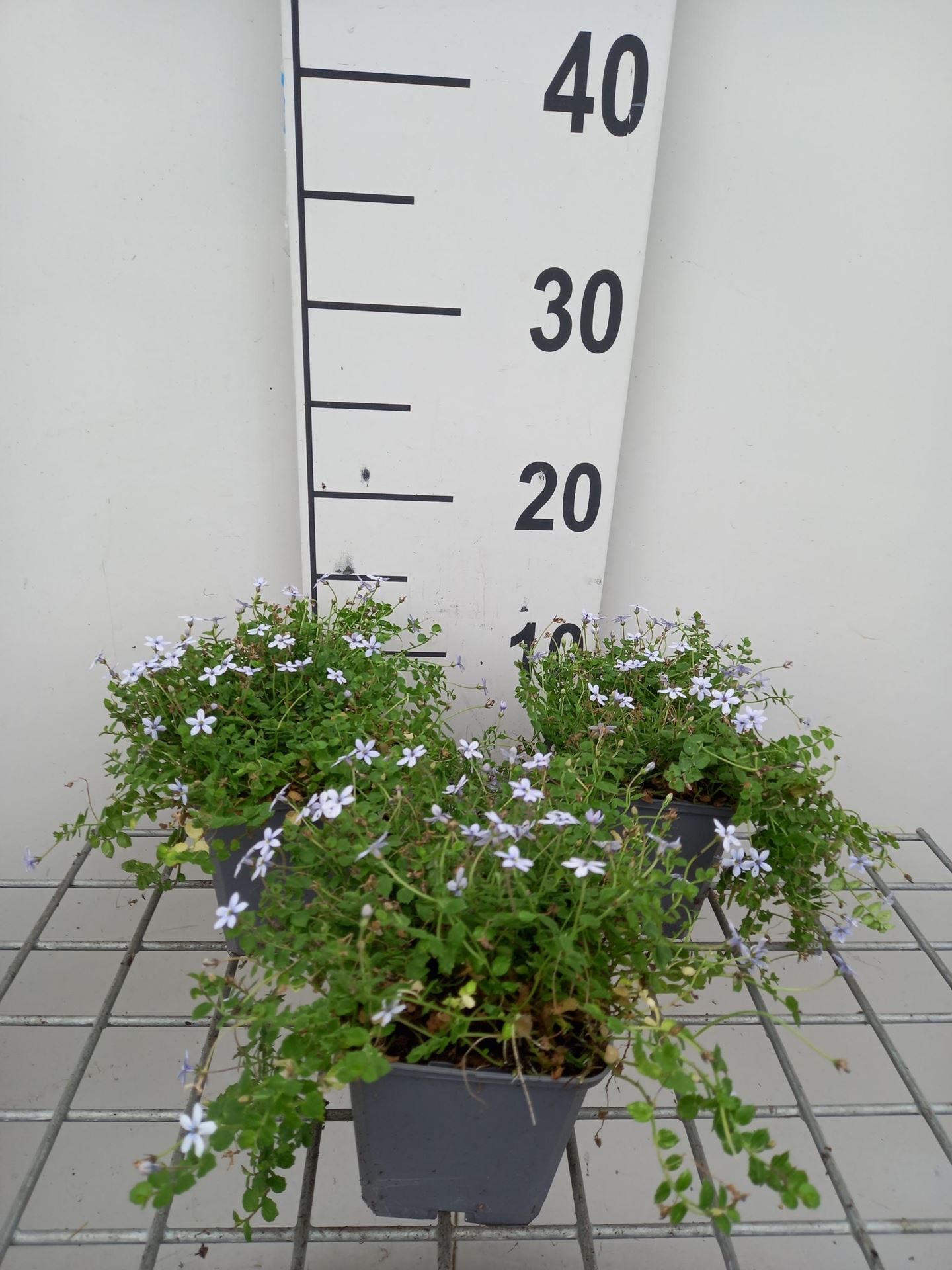 Isotoma fluviatilis - pot 9x9 cm - Isotoma, Laurentia afbeelding