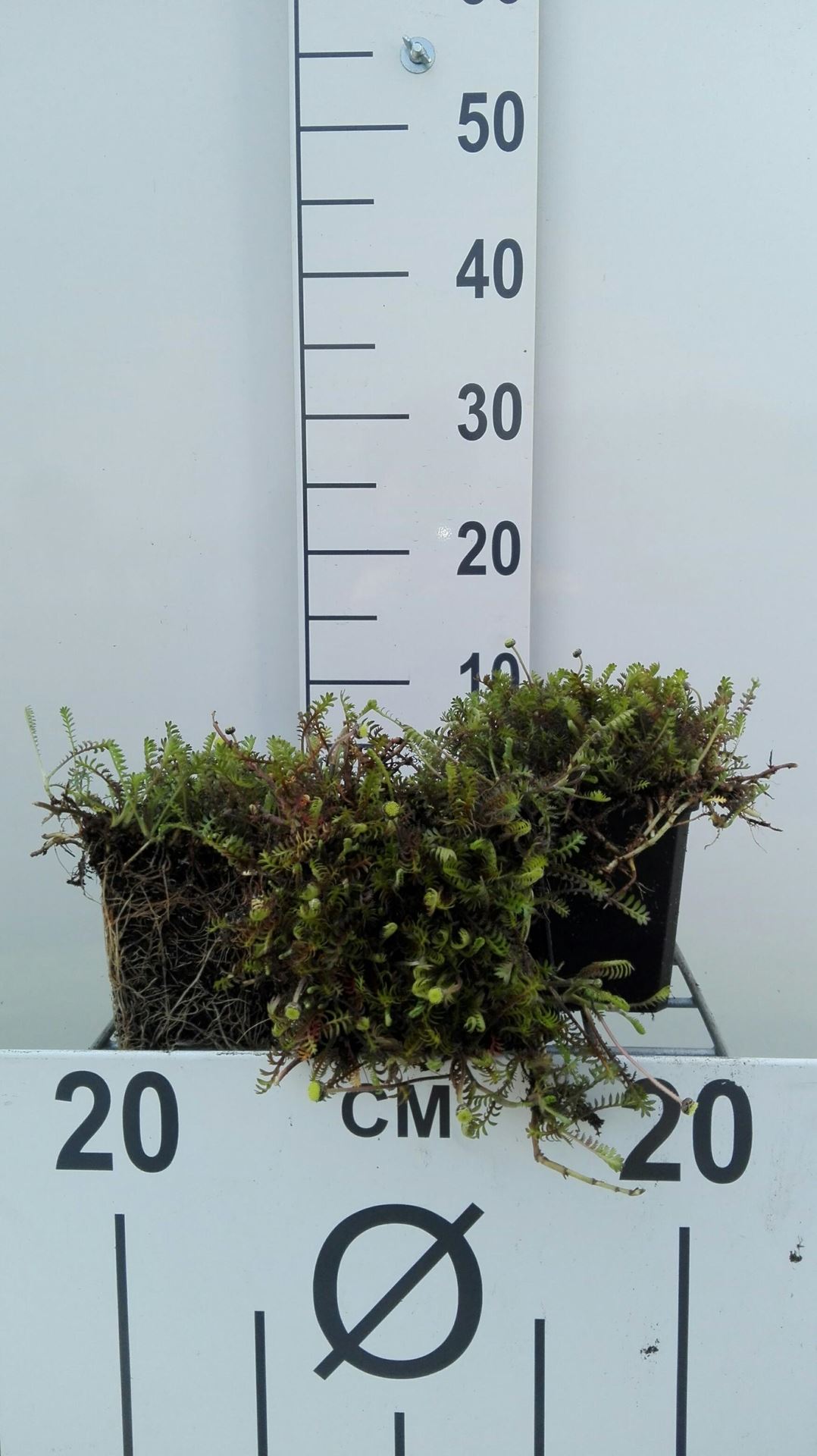 Leptinella squalida - pot 9x9 cm - Koperknoopje afbeelding