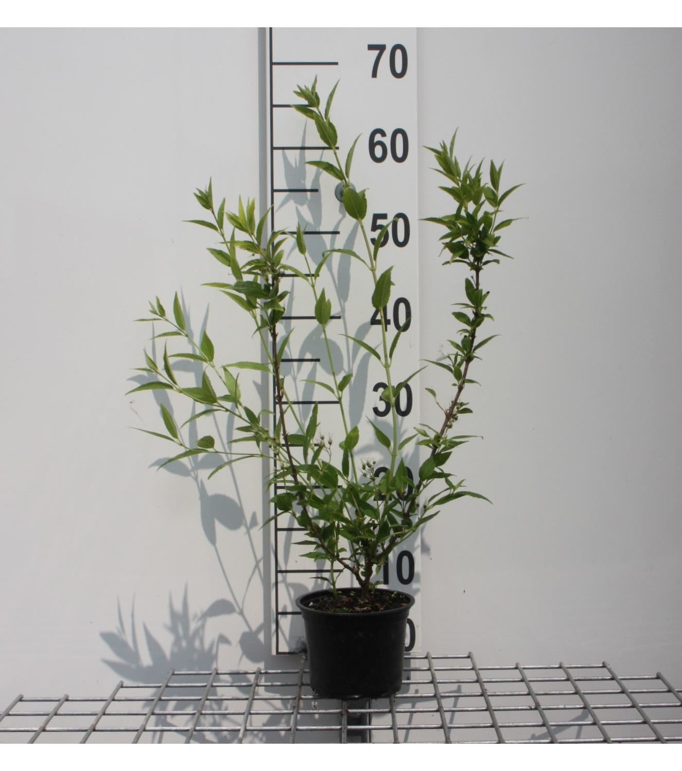 Deutzia gracilis - pot - 25-30 cm - Slanke deutzia / Witte deutzia afbeelding