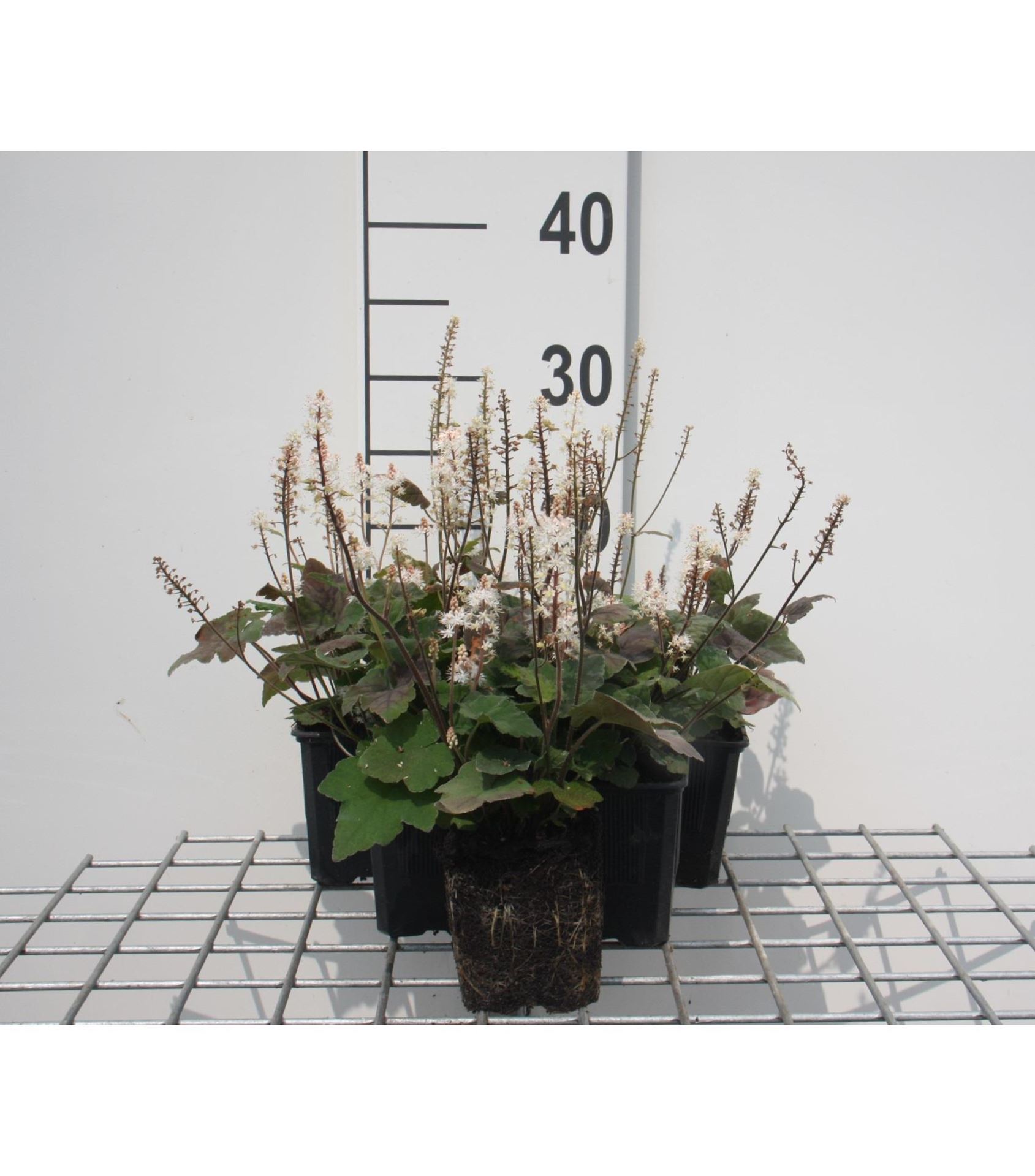 Tiarella wherryi - pot 9x9 cm - Schuimbloem / Perzische muts / Schuimkaars afbeelding