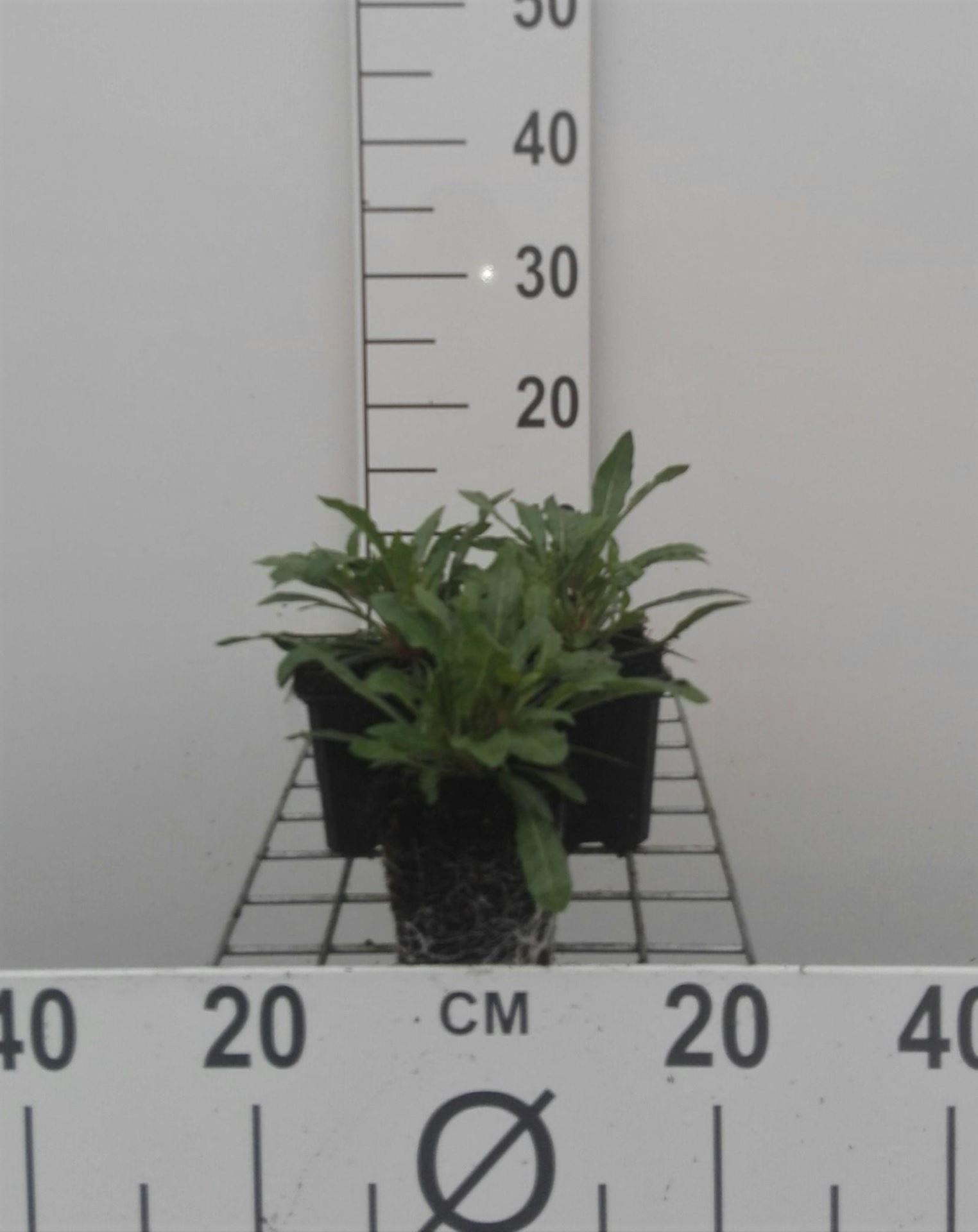Gaura lindheimeri - Prachtkaars - pot 9x9 cm - Prachtkaars / Lindheimers kaars afbeelding