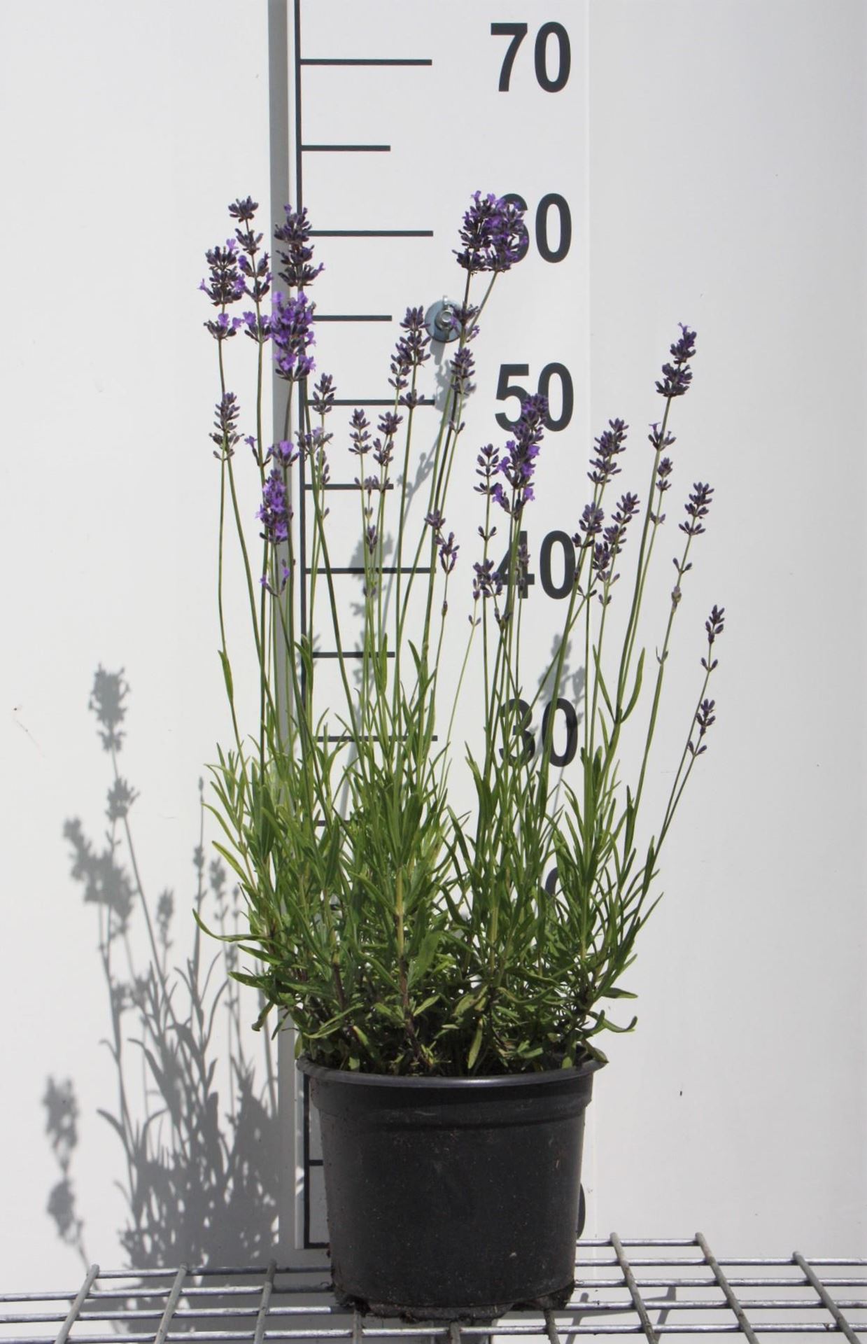 Lavandula angustifolia'Munstead'- pot 2L (Lavendel) - Lavendel afbeelding