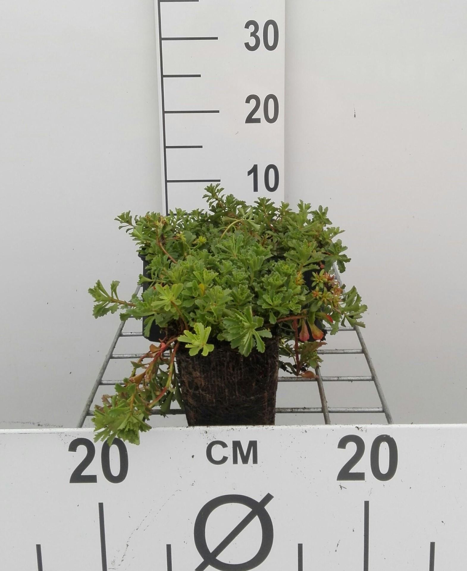 Sedum floriferum'Weihenstephaner Gold'- pot 9x9 cm - Vetkruid afbeelding