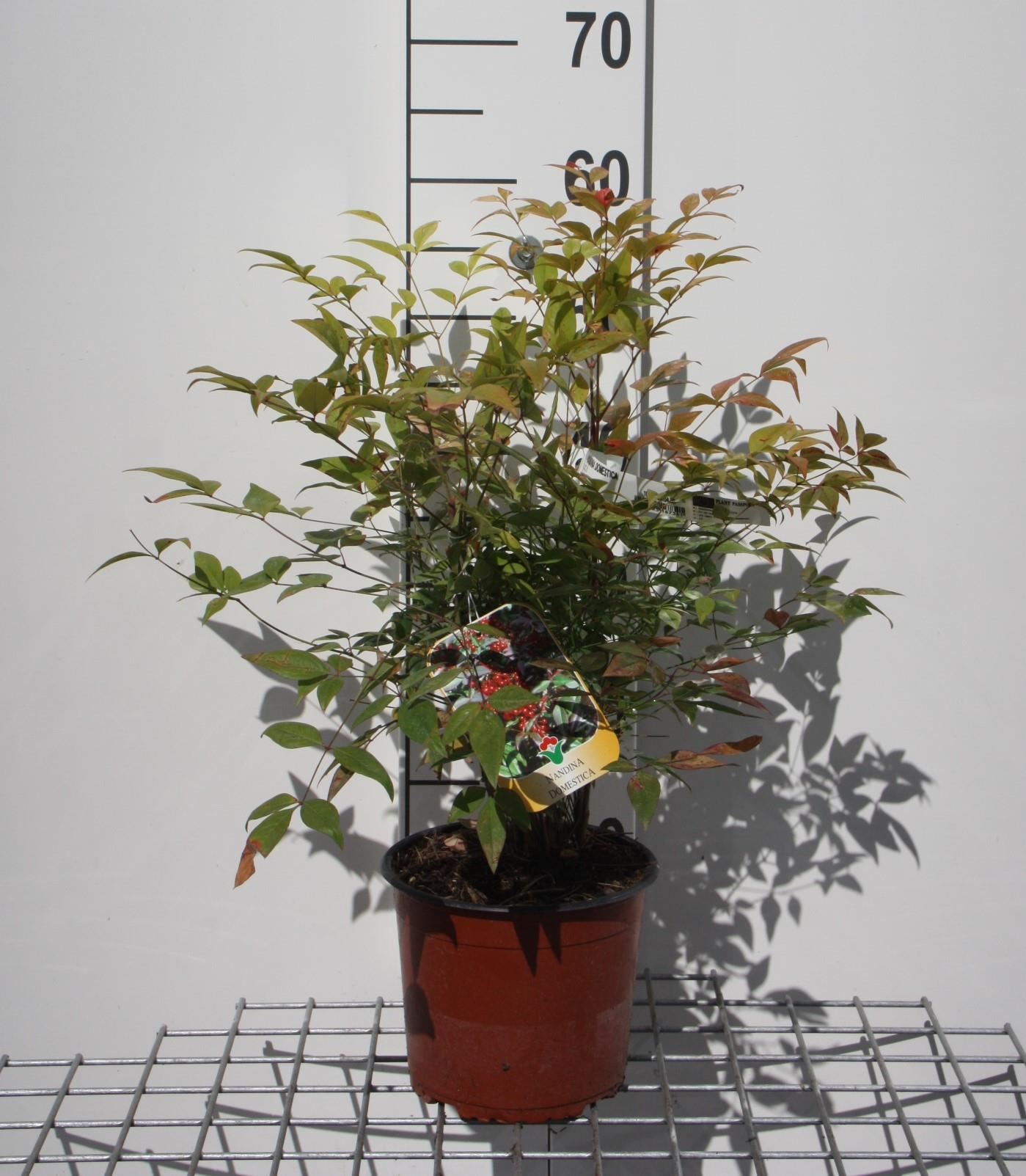 Nandina domestica - pot - 40-50 cm - Hemelse bamboe afbeelding