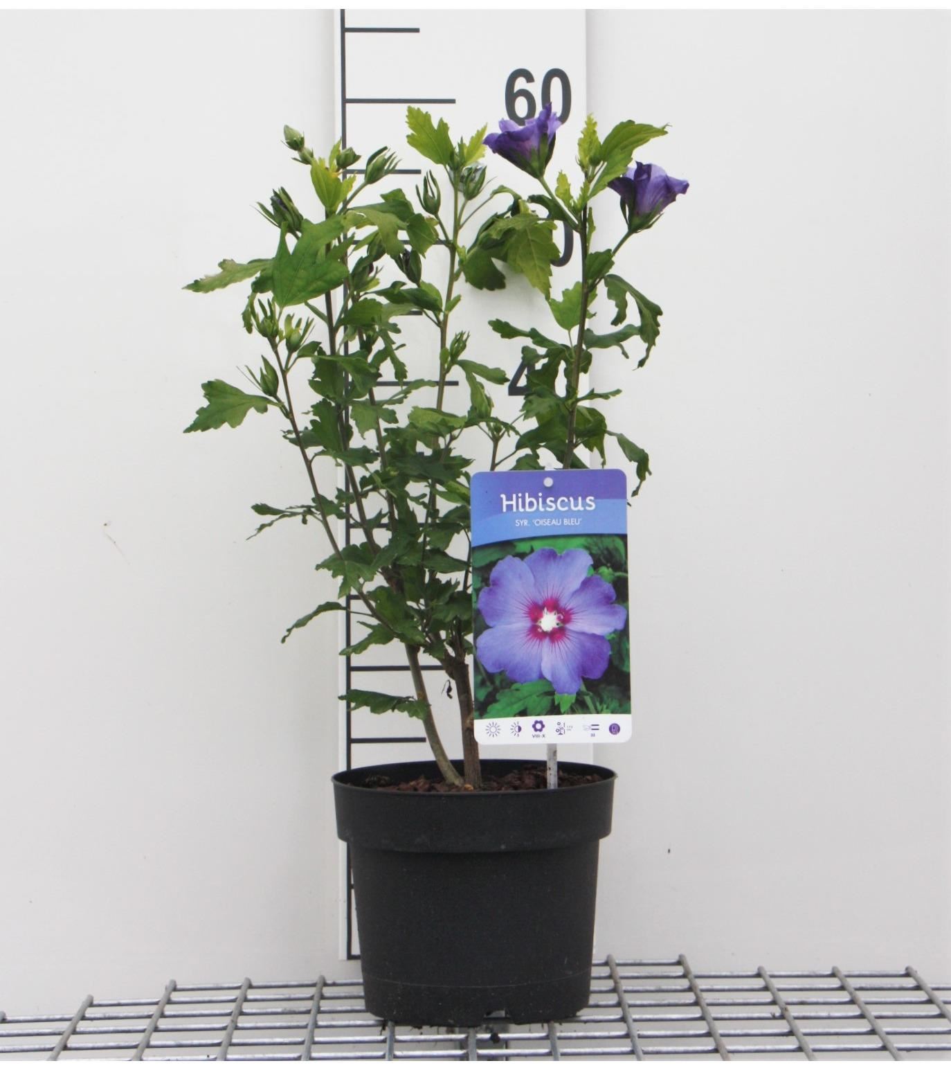 Hibiscus syriacus'Oiseau Bleu'- Tuinhibiscus - pot 40-60 cm - Althaeastruik afbeelding