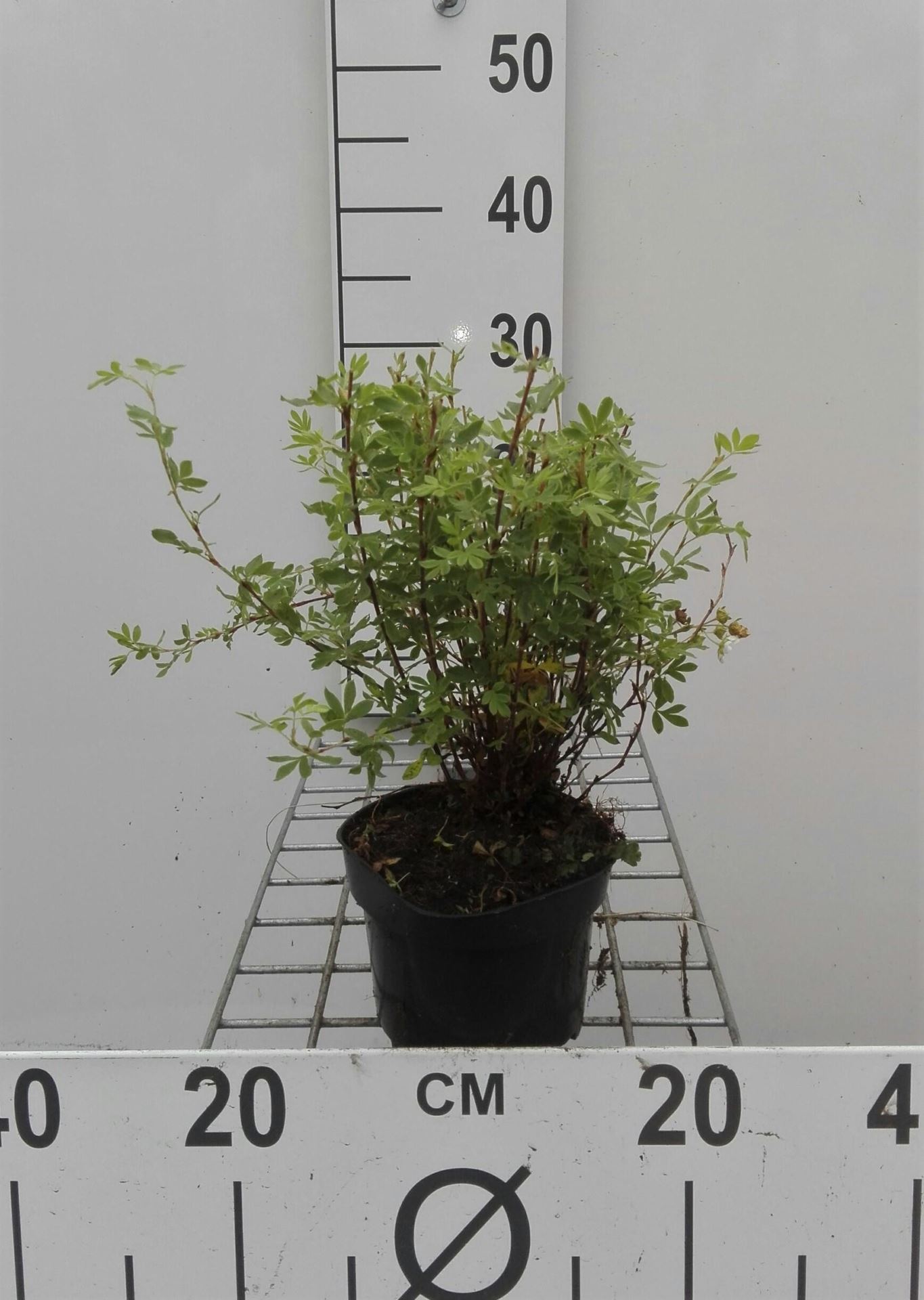 Potentilla fruticosa'Abbotswood'- pot 1,3L - 20-25 cm afbeelding