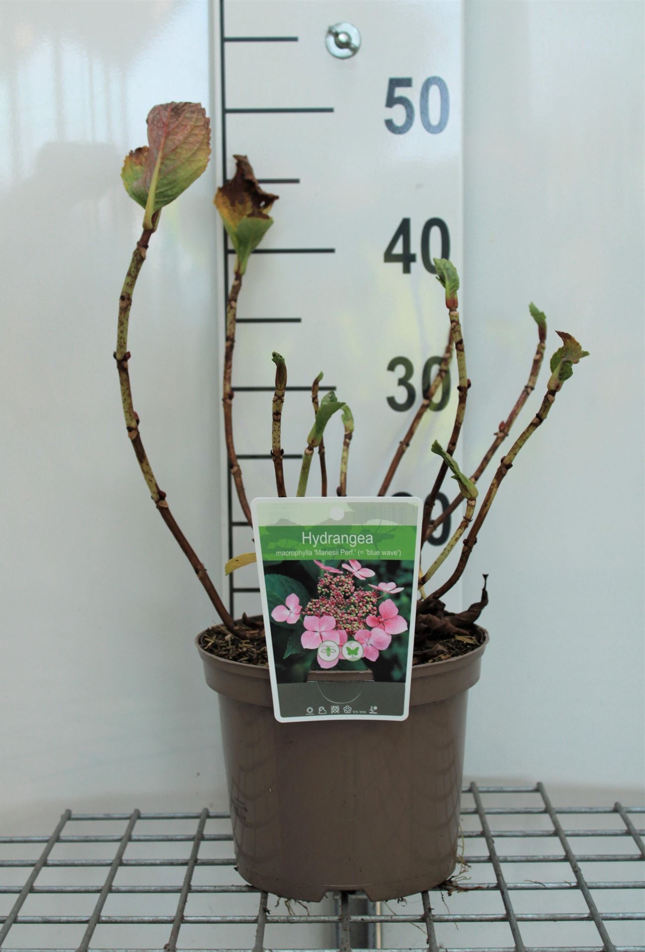 Hydrangea macrophylla'Mariesii Perfecta'- pot - 25-30 cm afbeelding