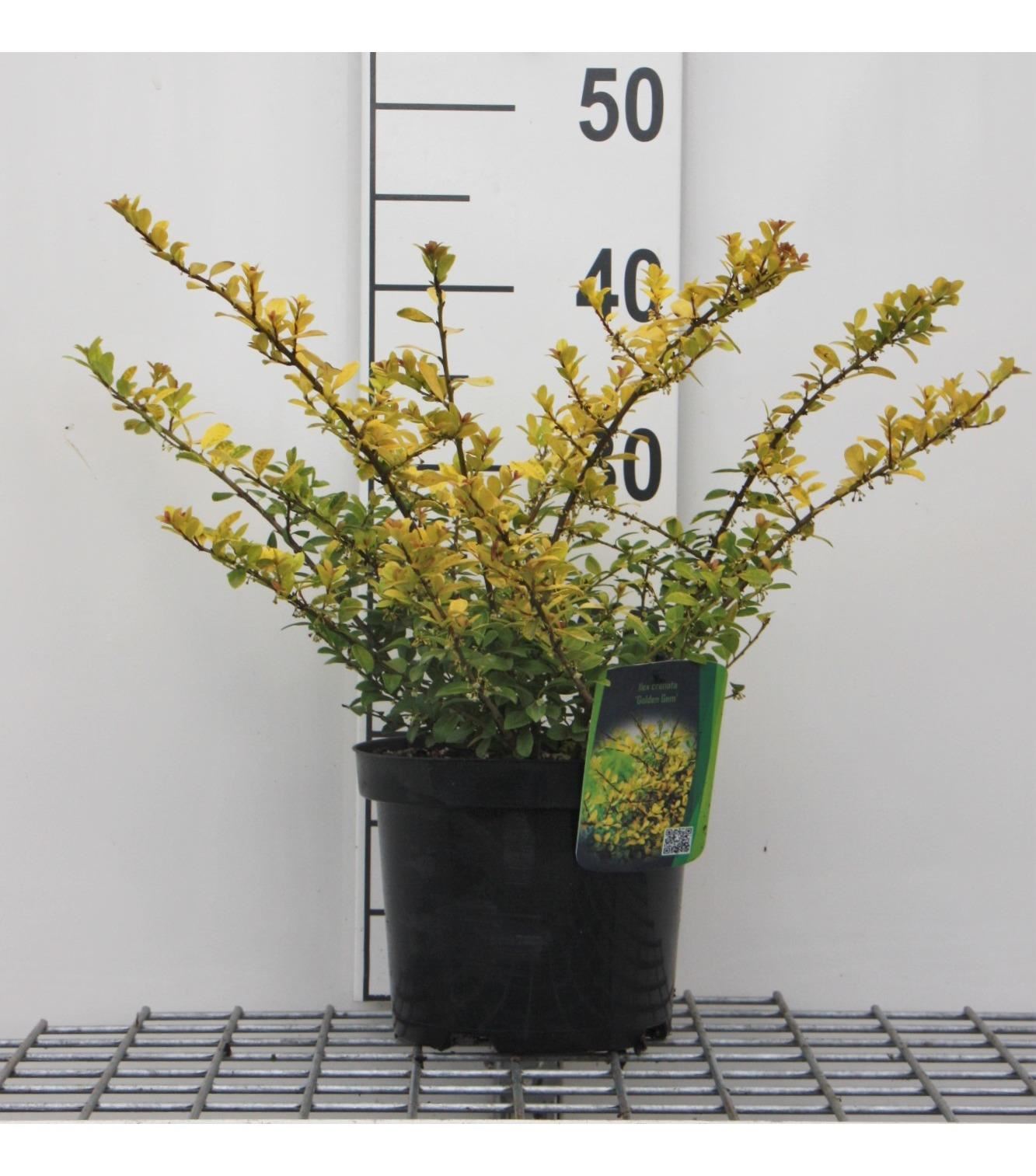 Ilex crenata'Golden Gem'- pot - 20-30 cm - Japanse hulst afbeelding