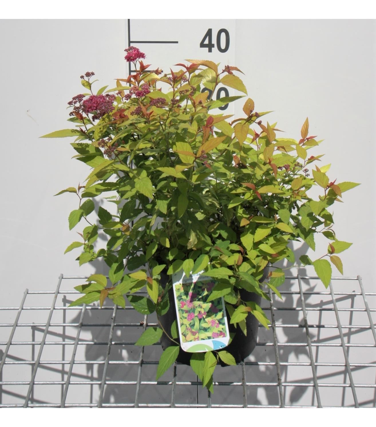 Spiraea japonica'Goldflame'- pot 3L - 25-30 cm afbeelding