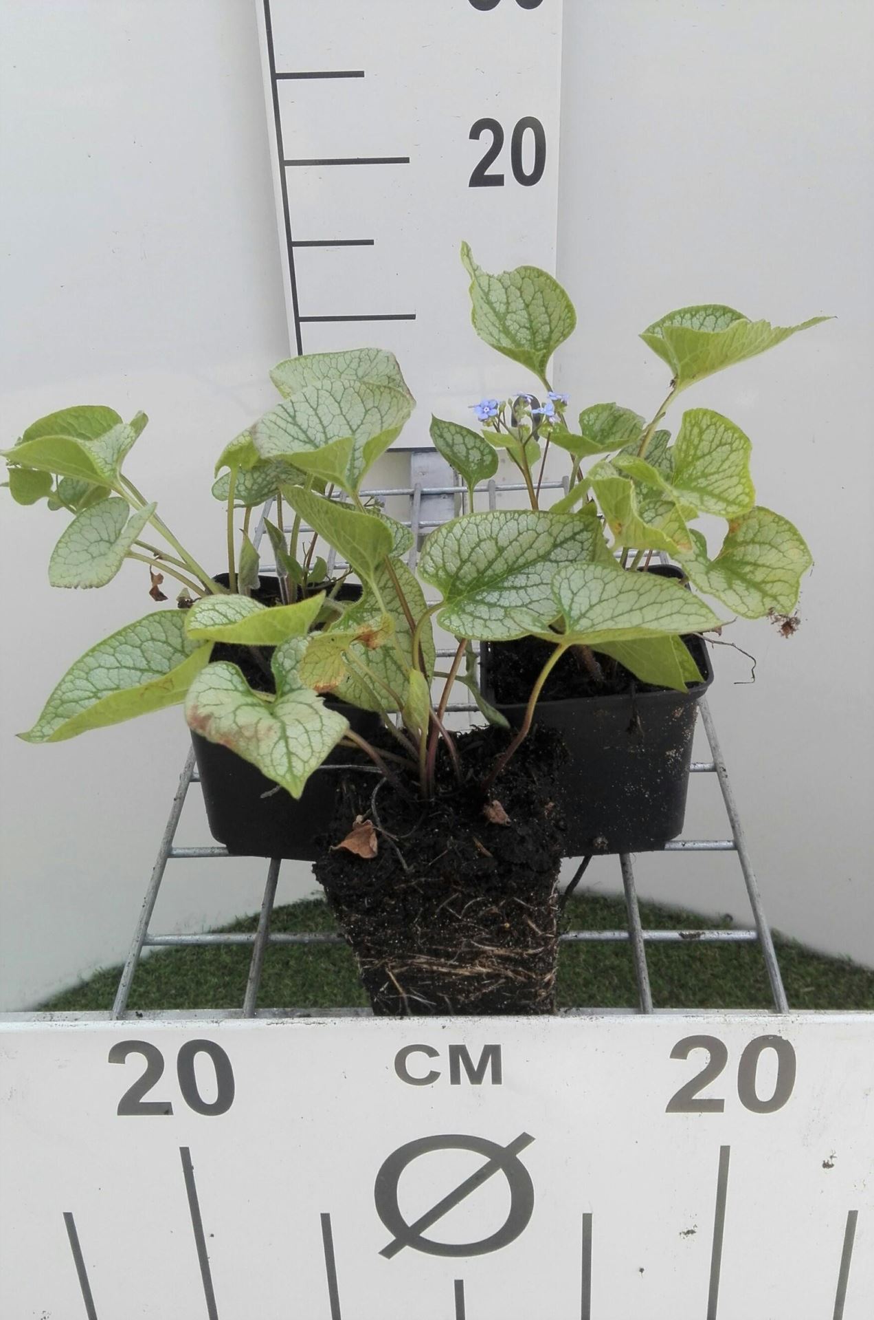 Brunnera macrophylla'Jack Frost'- pot 9x9 cm - Kaukasische vergeet-mij-nietje afbeelding