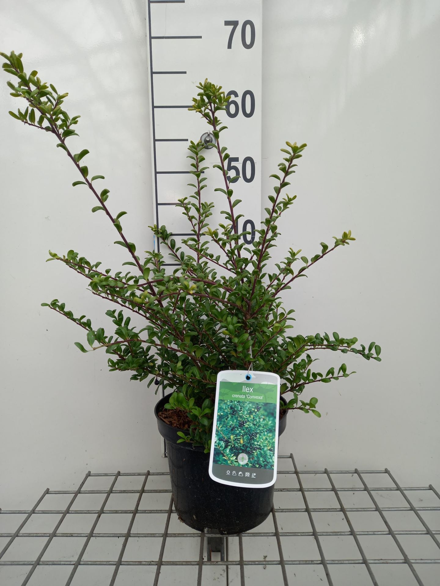 Ilex crenata'Convexa'- pot - 30-40 cm - Chinese hulst afbeelding