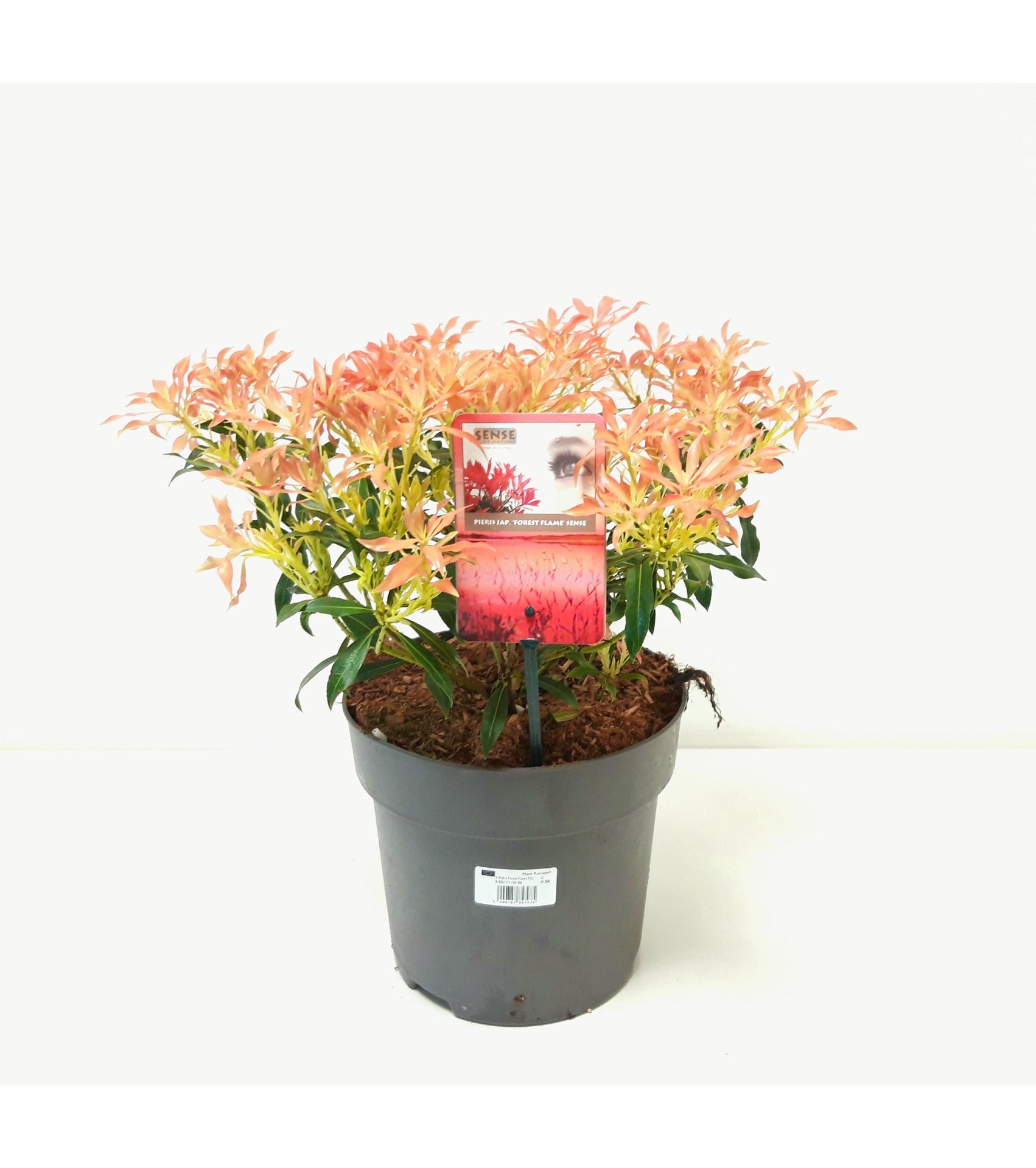 Pieris'Forest Flame'- pot 5L - 30-40 cm - Rotsheide afbeelding