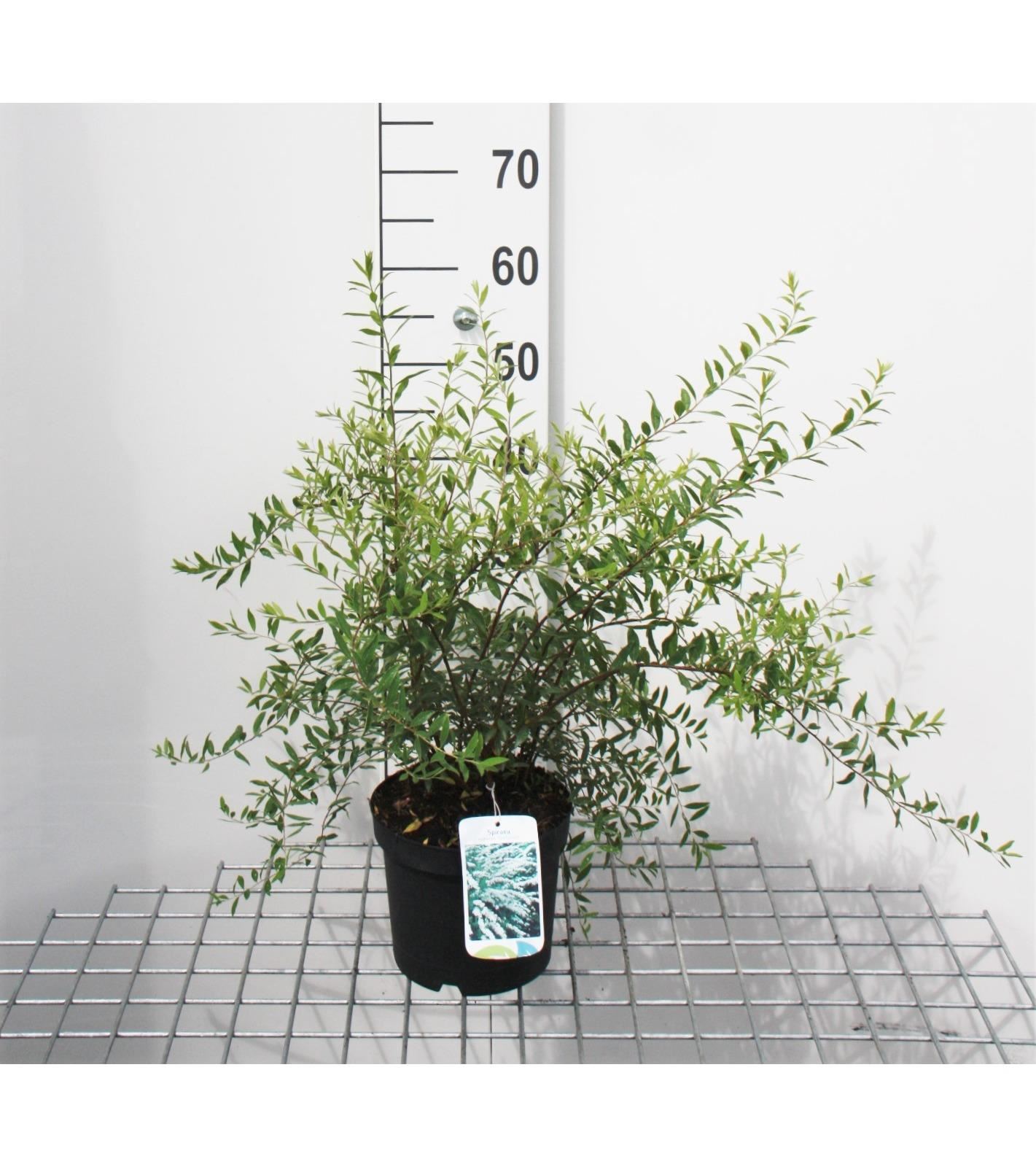 Spiraea x cinerea 'Grefsheim' - pot 3L - 40-60 cm
