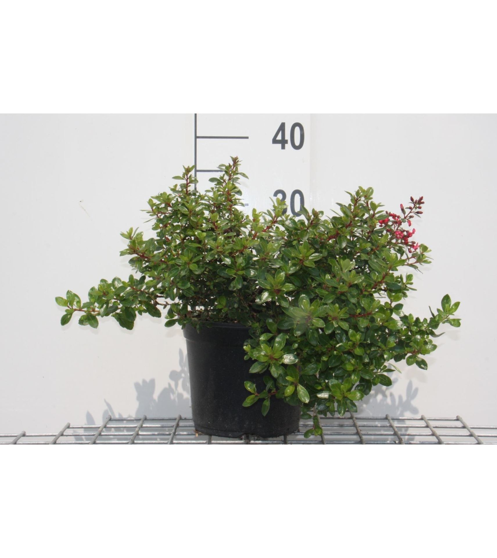 Escallonia'Red Dream'- pot - 20-25 cm afbeelding