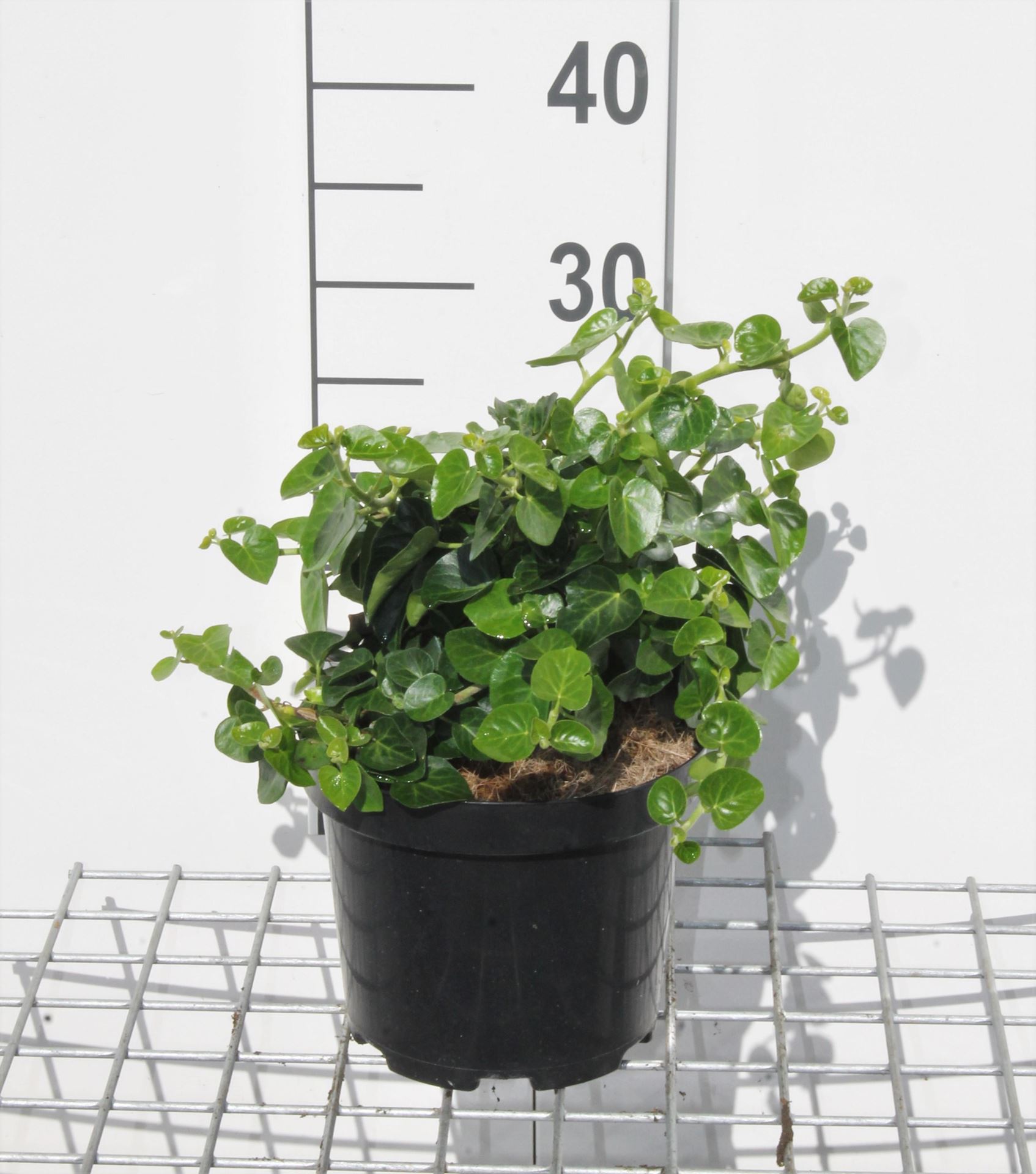 Hedera hibernica'Arbori Compact'- pot - 20-25 cm afbeelding