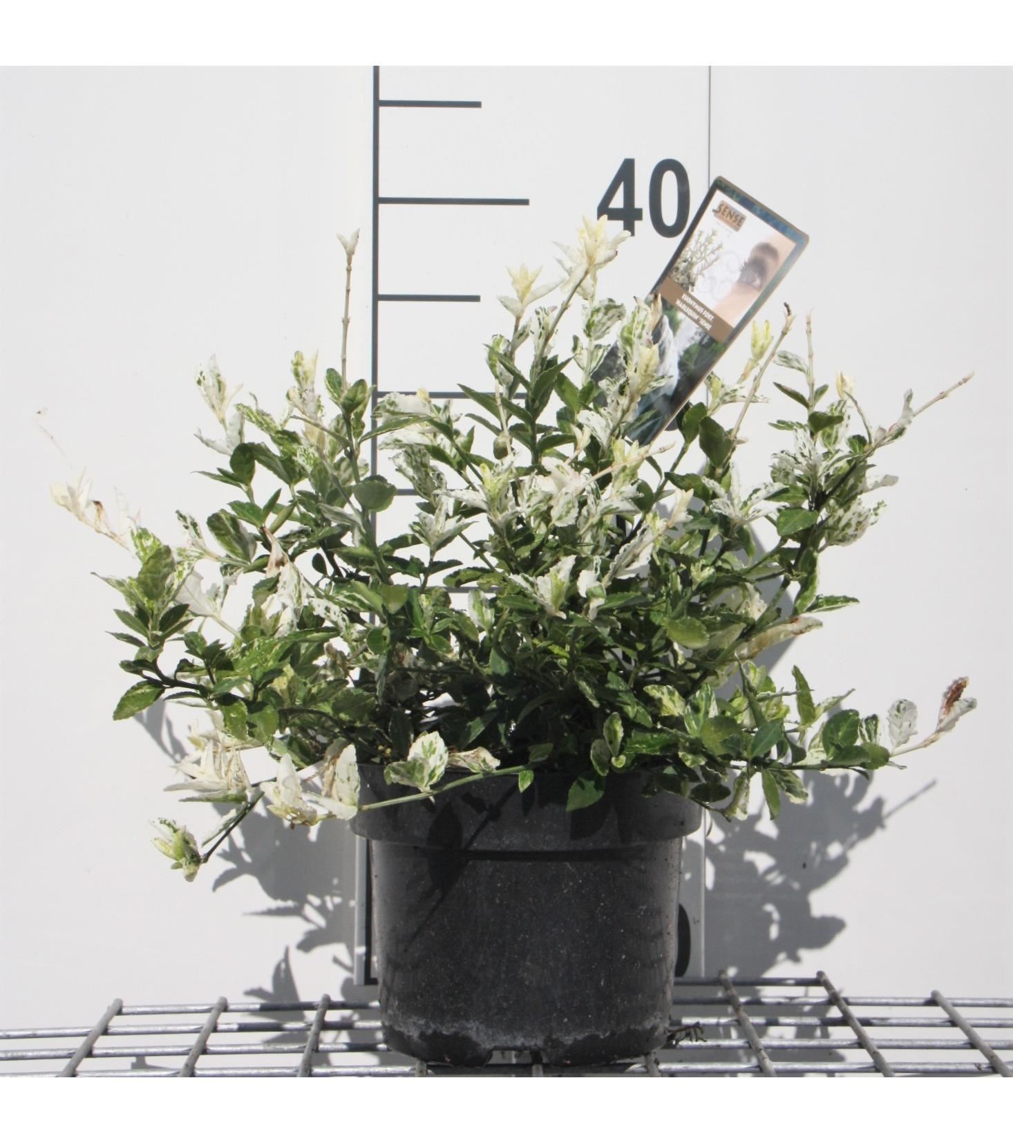 Euonymus fortunei'Harlequin'- pot - 20-30 cm afbeelding