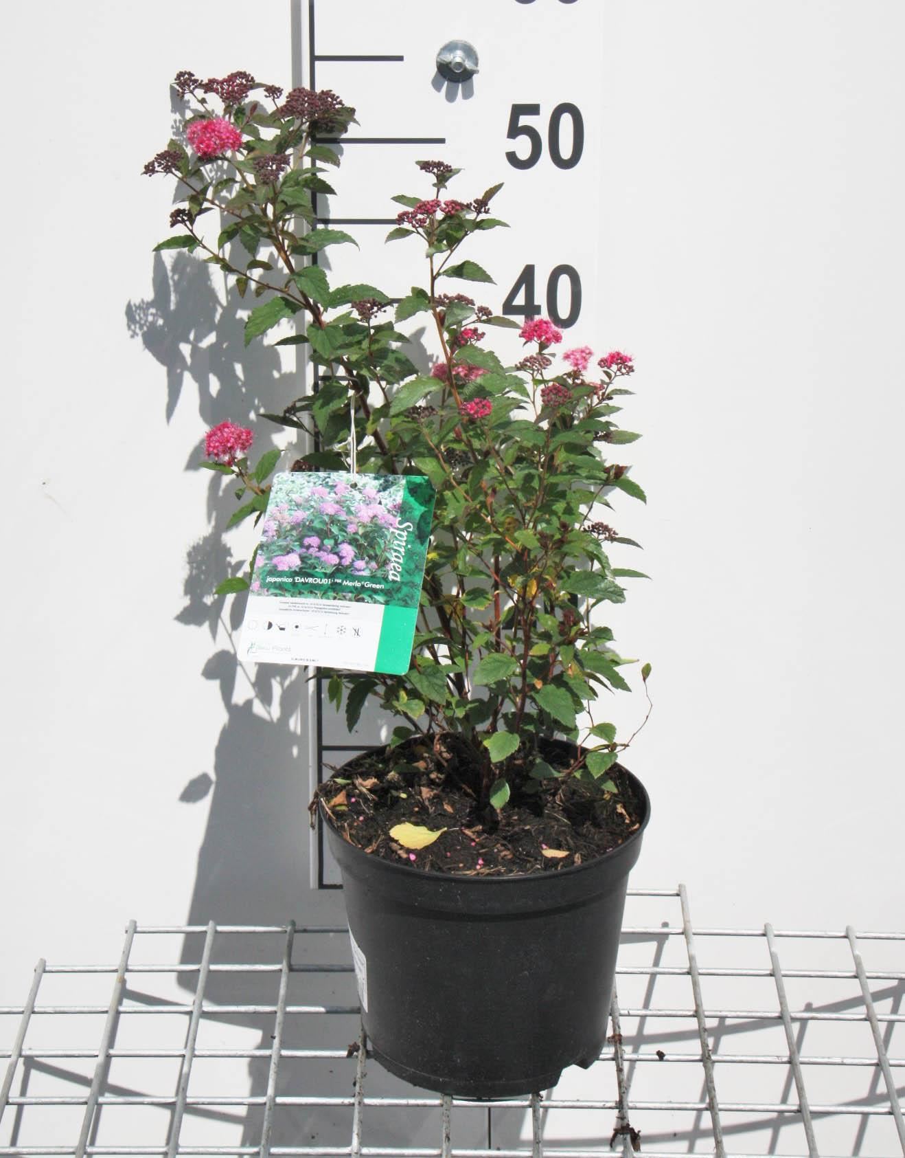 Spiraea japonica 'Anthony Waterer' - pot 3L - 25-30 cm -
