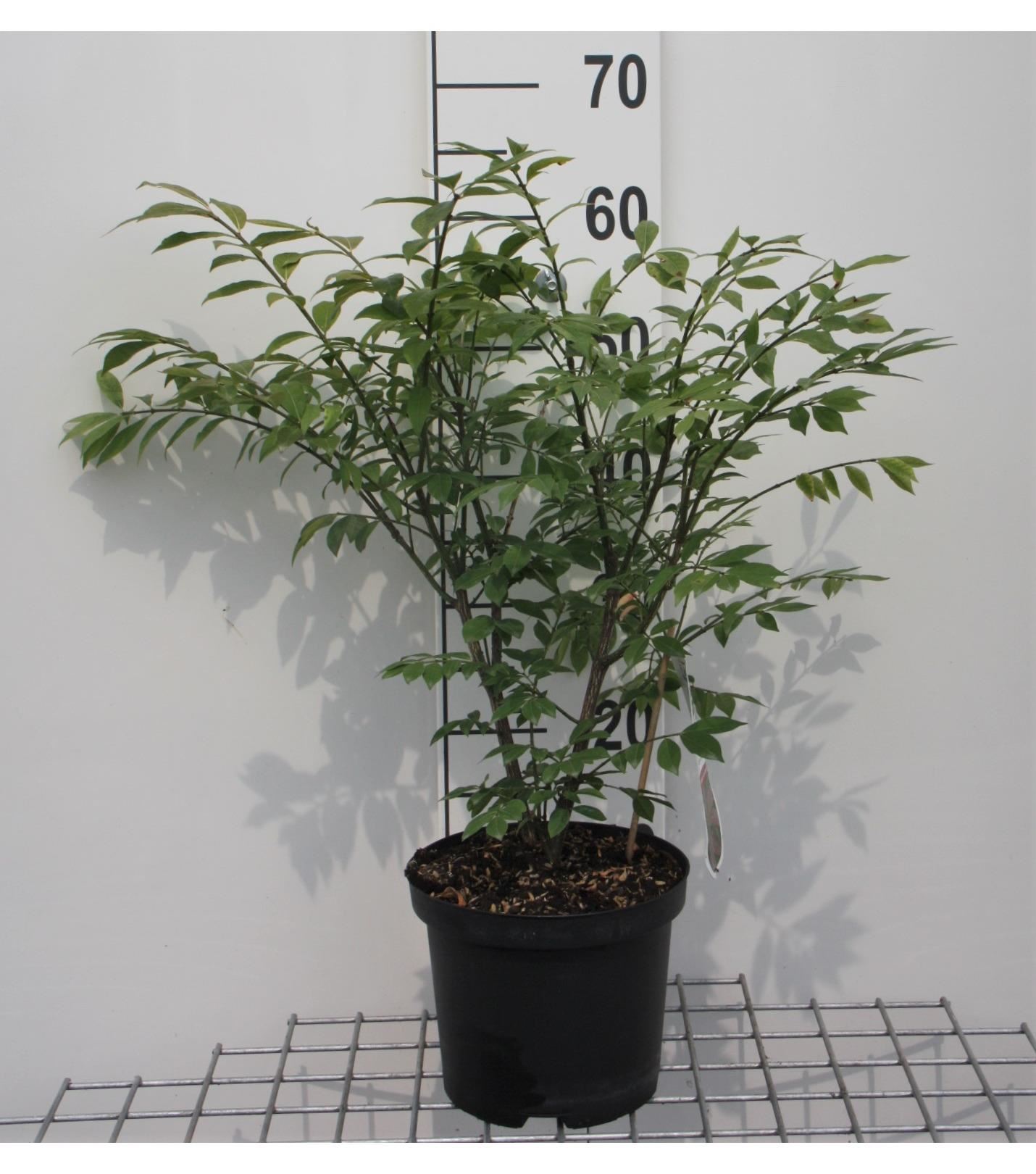Euonymus alatus'Compactus'- pot - 30-40 cm afbeelding
