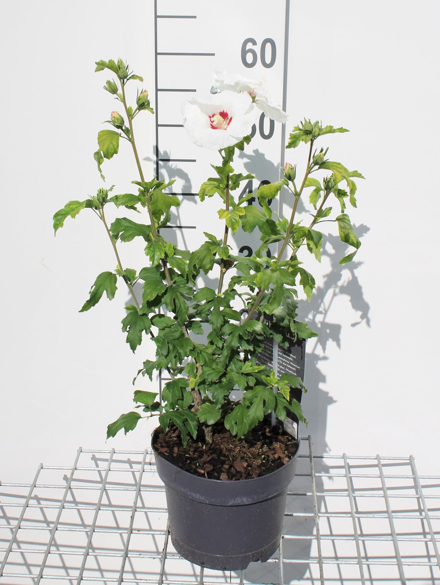 Hibiscus syriacus'Red Heart'- pot - 40-60 cm - Althaeastruik afbeelding