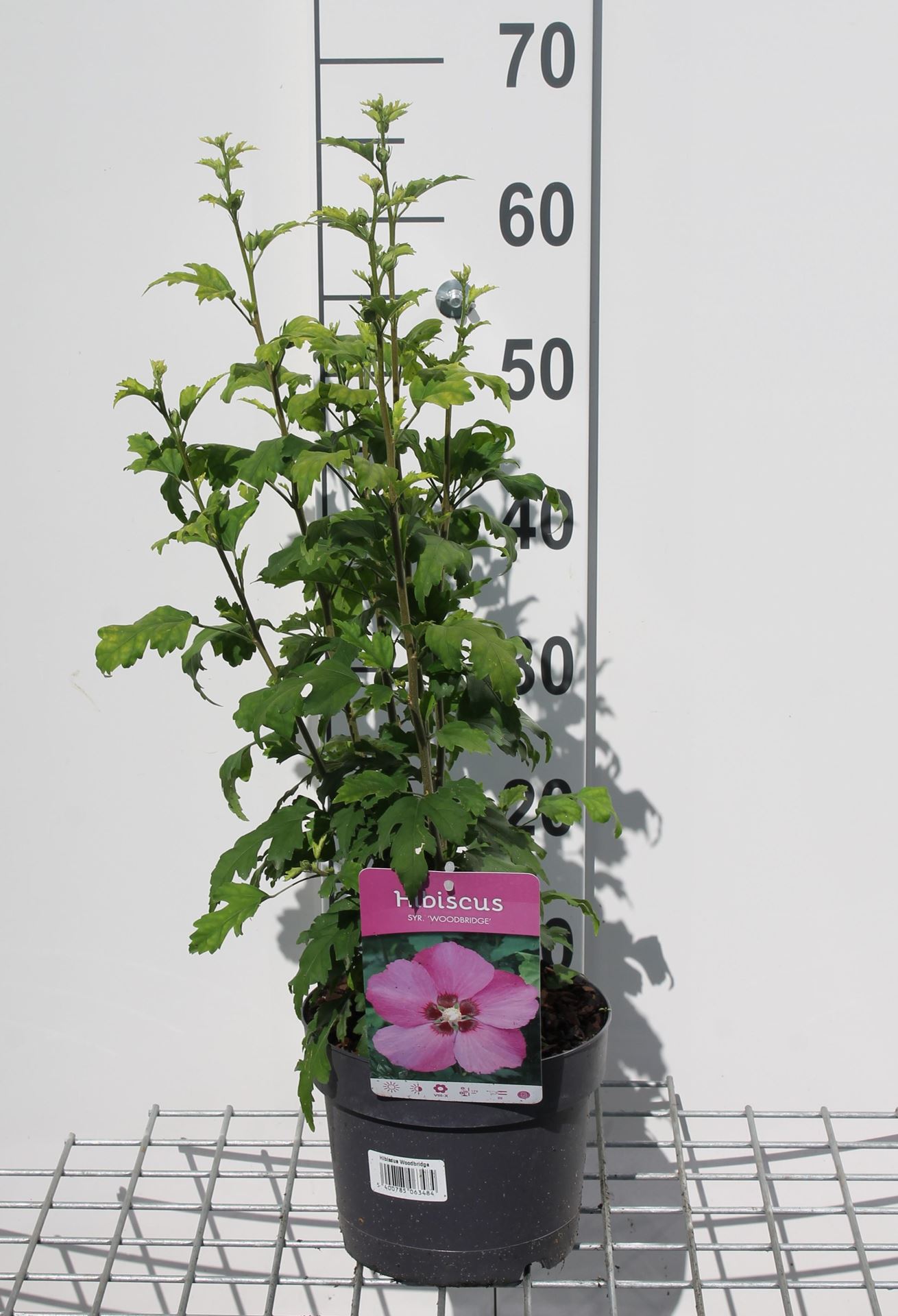 Hibiscus syriacus'Woodbridge'- pot - 40-60 cm afbeelding